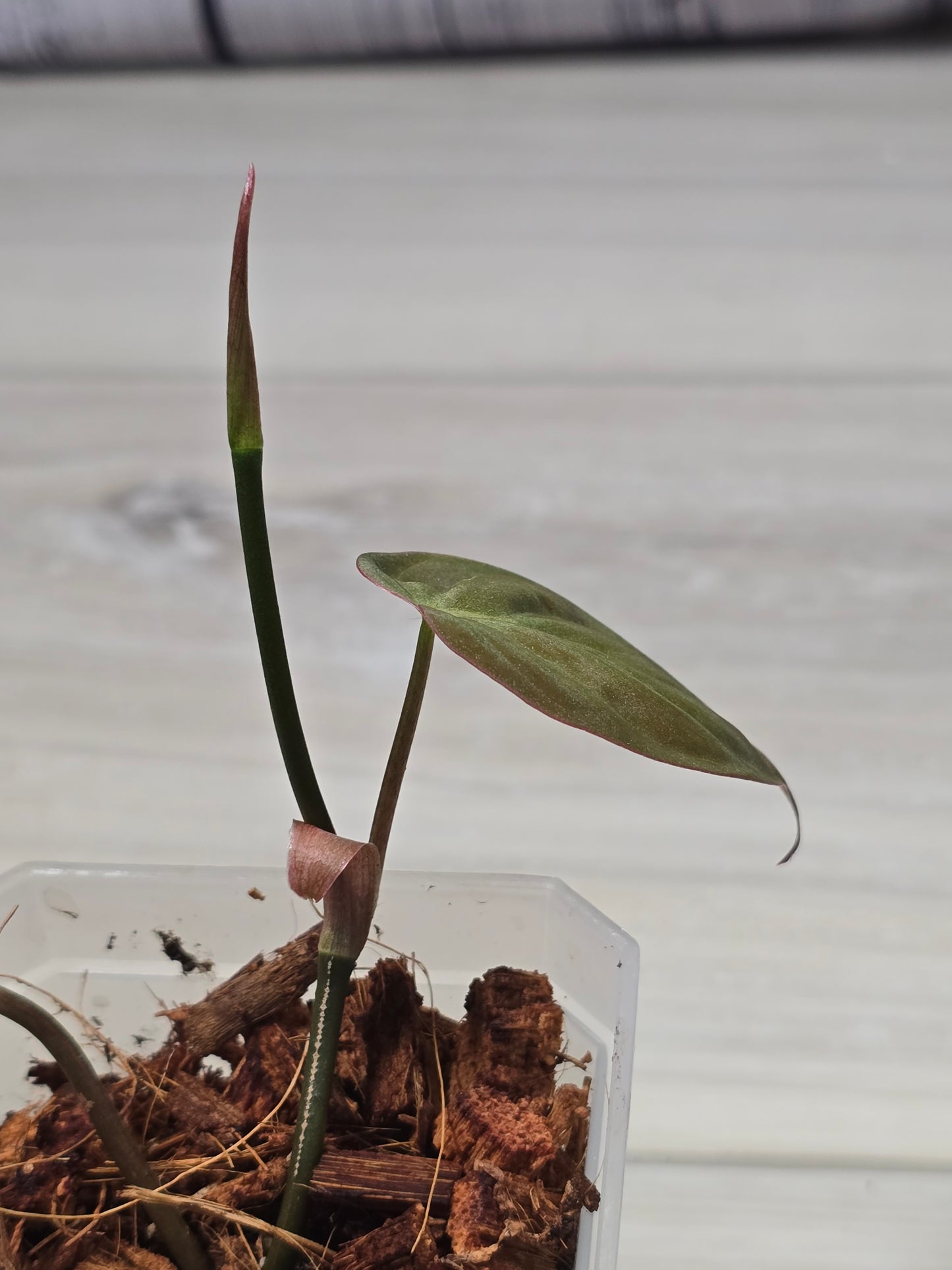 Philodendron Variegated Mican Cutting B