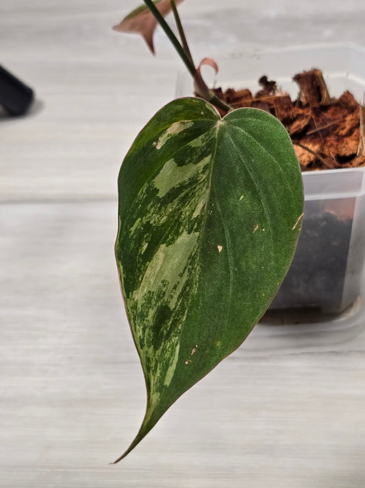 Philodendron Variegated Mican Cutting B