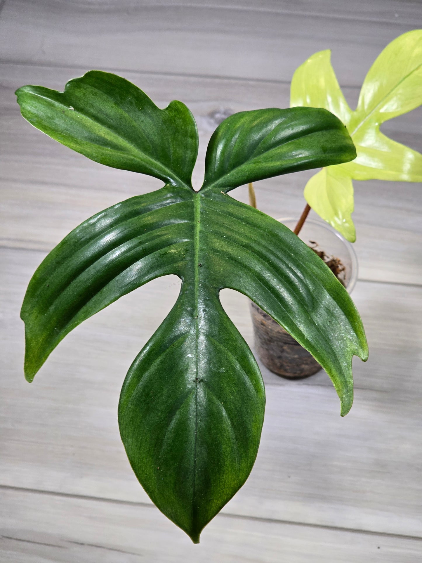 Philodendron Florida Ghost - B