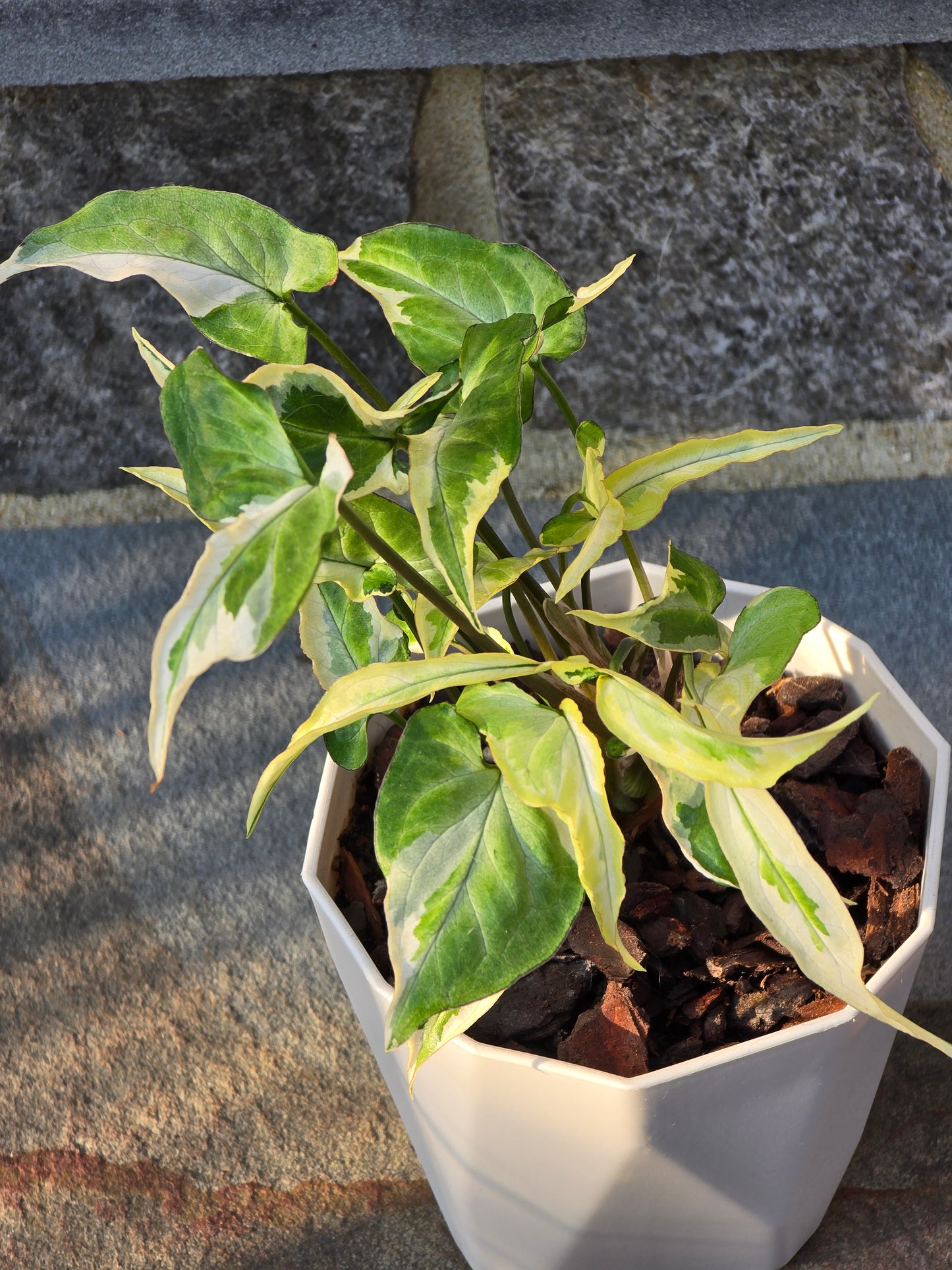 Syngonium T25