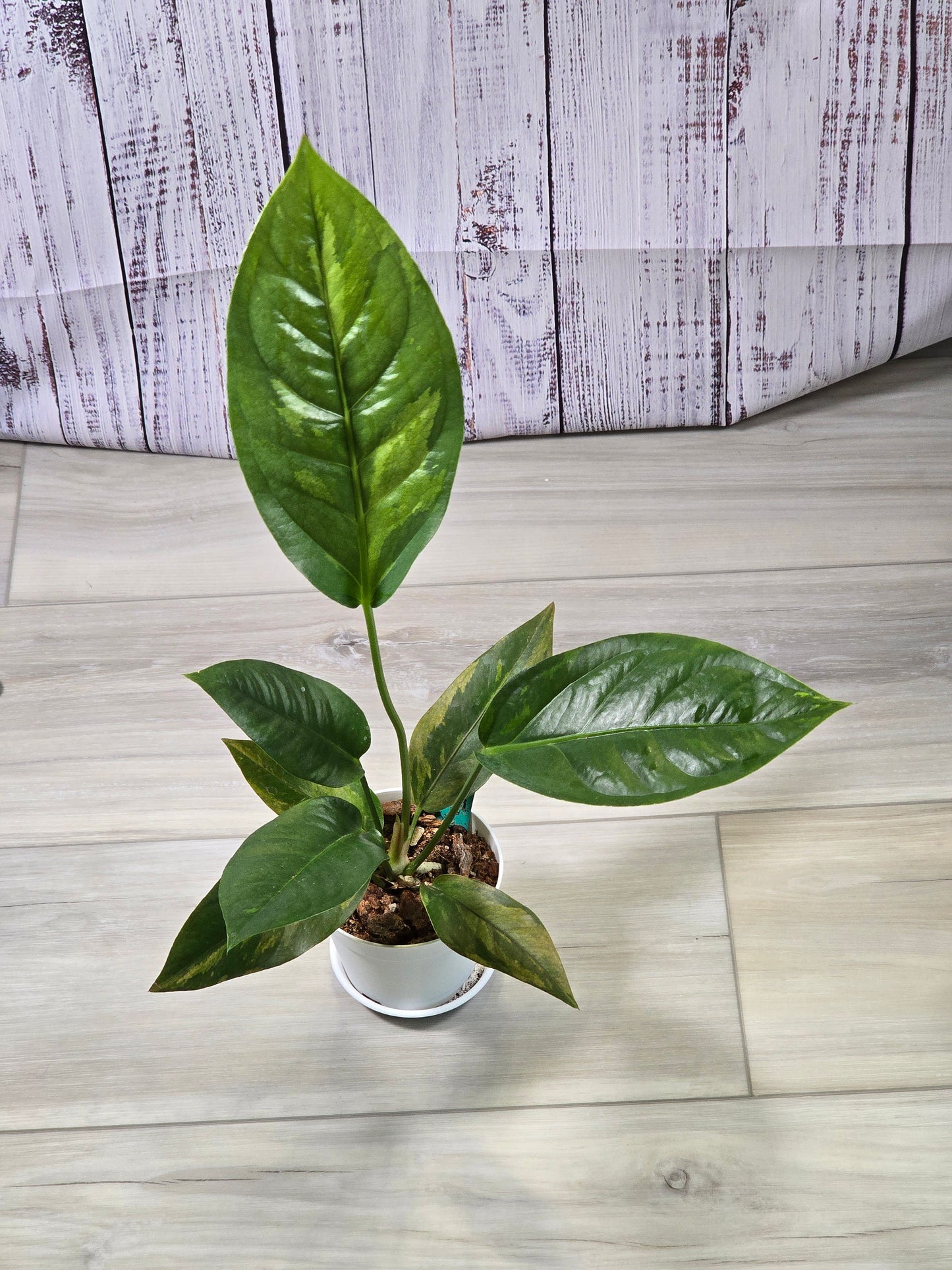 Anthurium Hookeri Copper Variegation