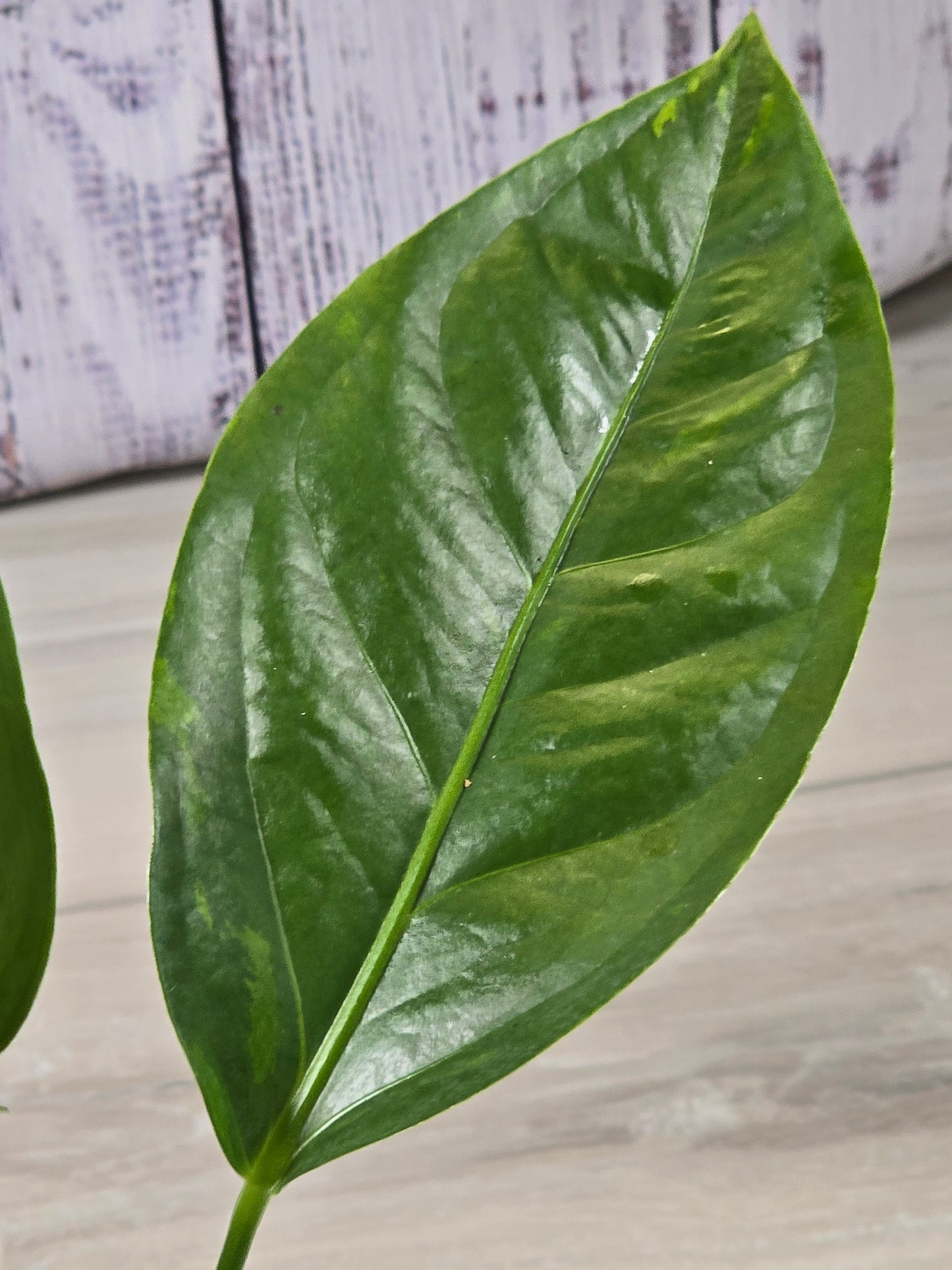 Anthurium Hookeri Copper Variegation