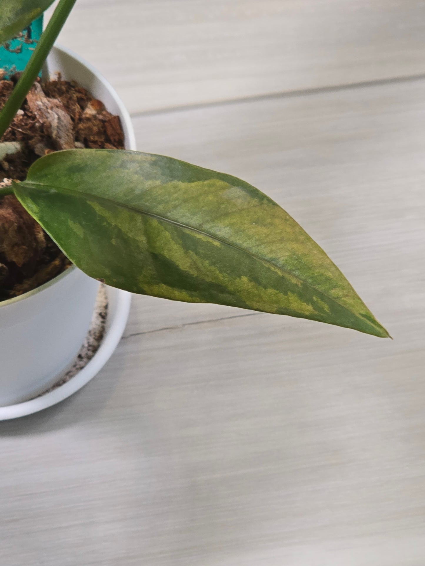 Anthurium Hookeri Copper Variegation