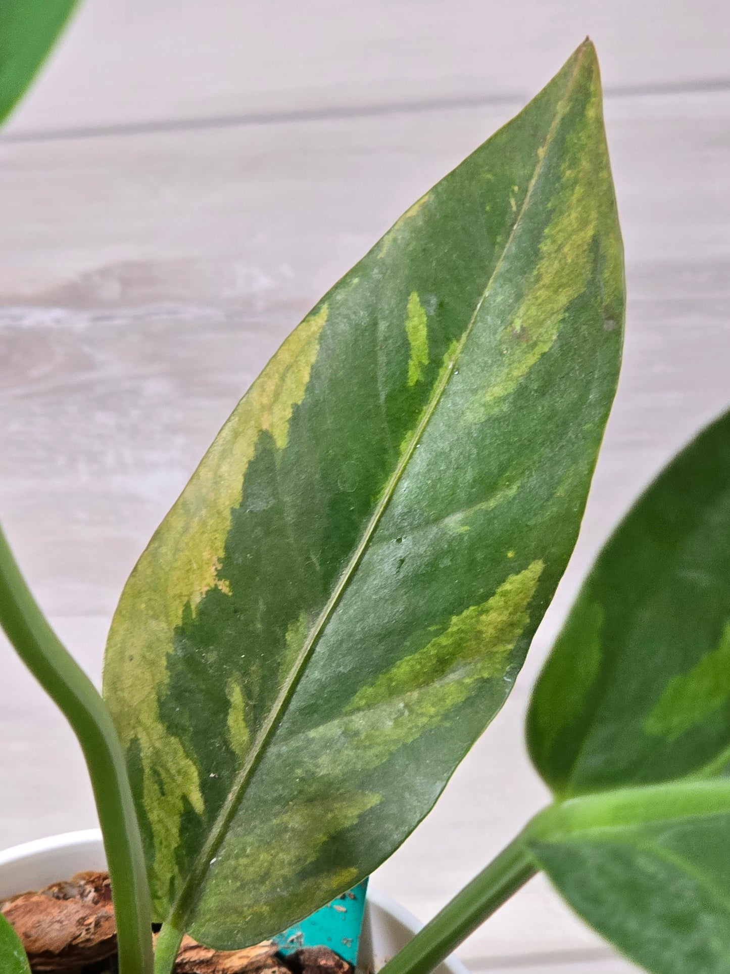 Anthurium Hookeri Copper Variegation