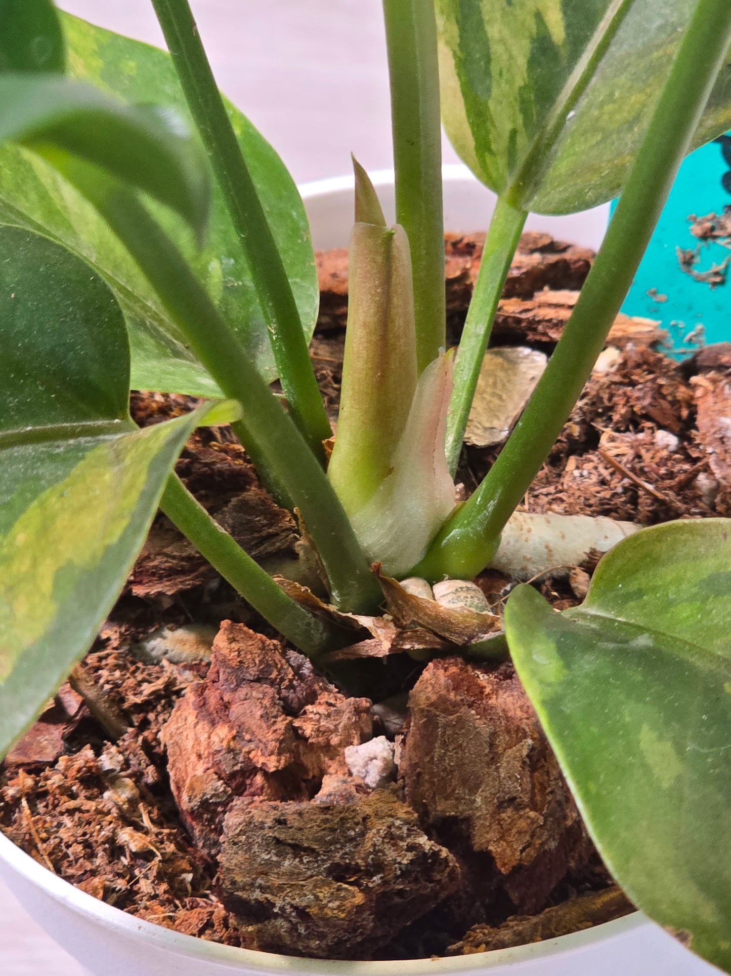 Anthurium Hookeri Copper Variegation