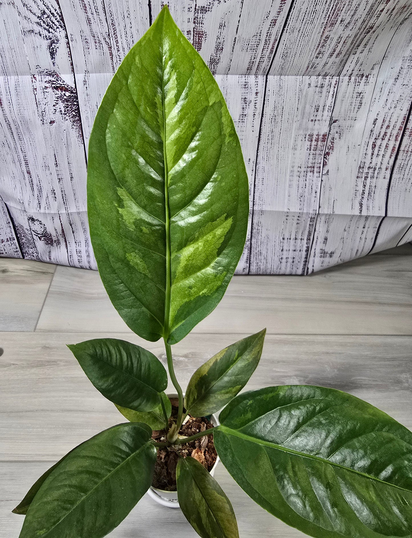 Anthurium Hookeri Copper Variegation