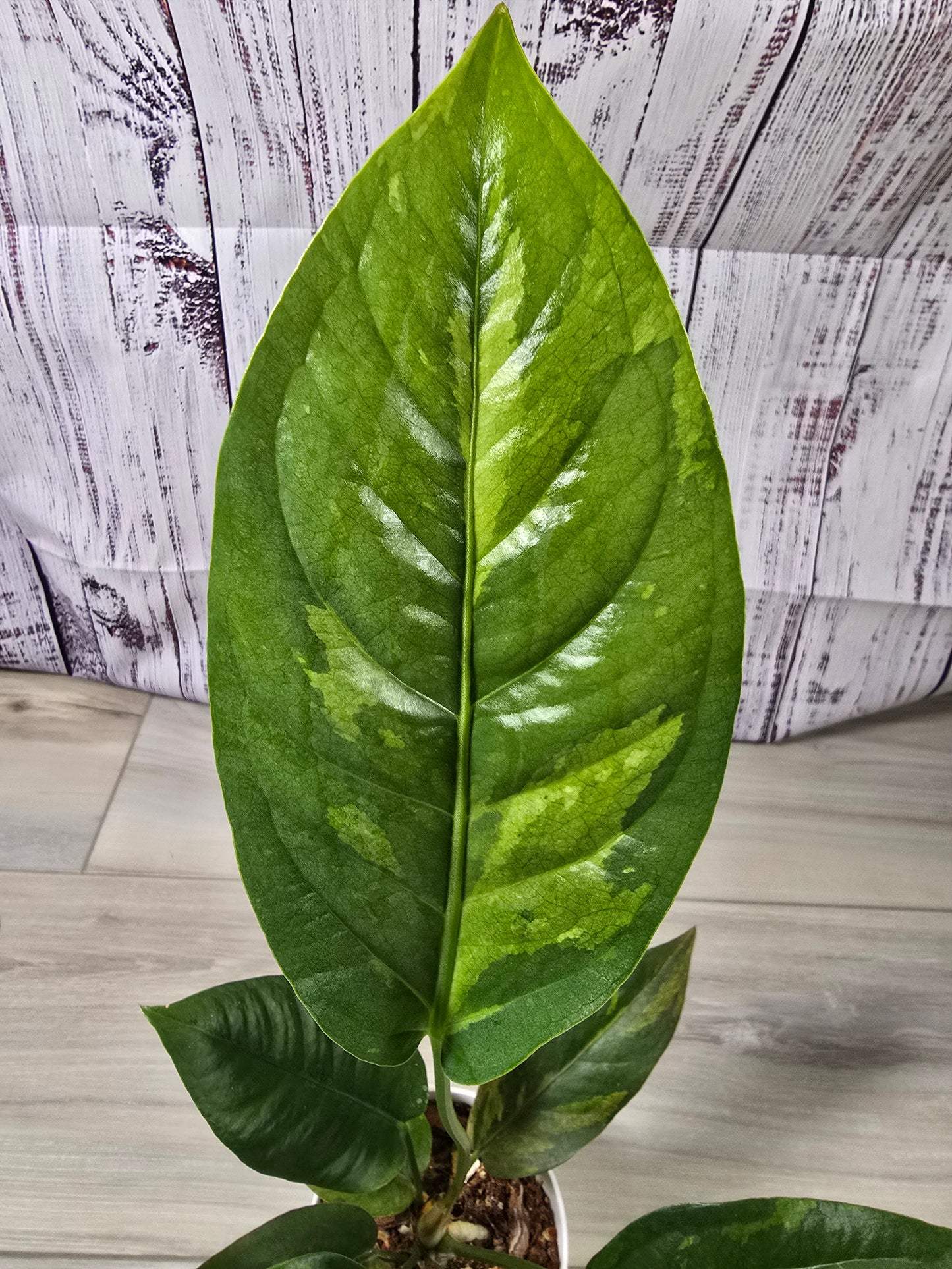 Anthurium Hookeri Copper Variegation