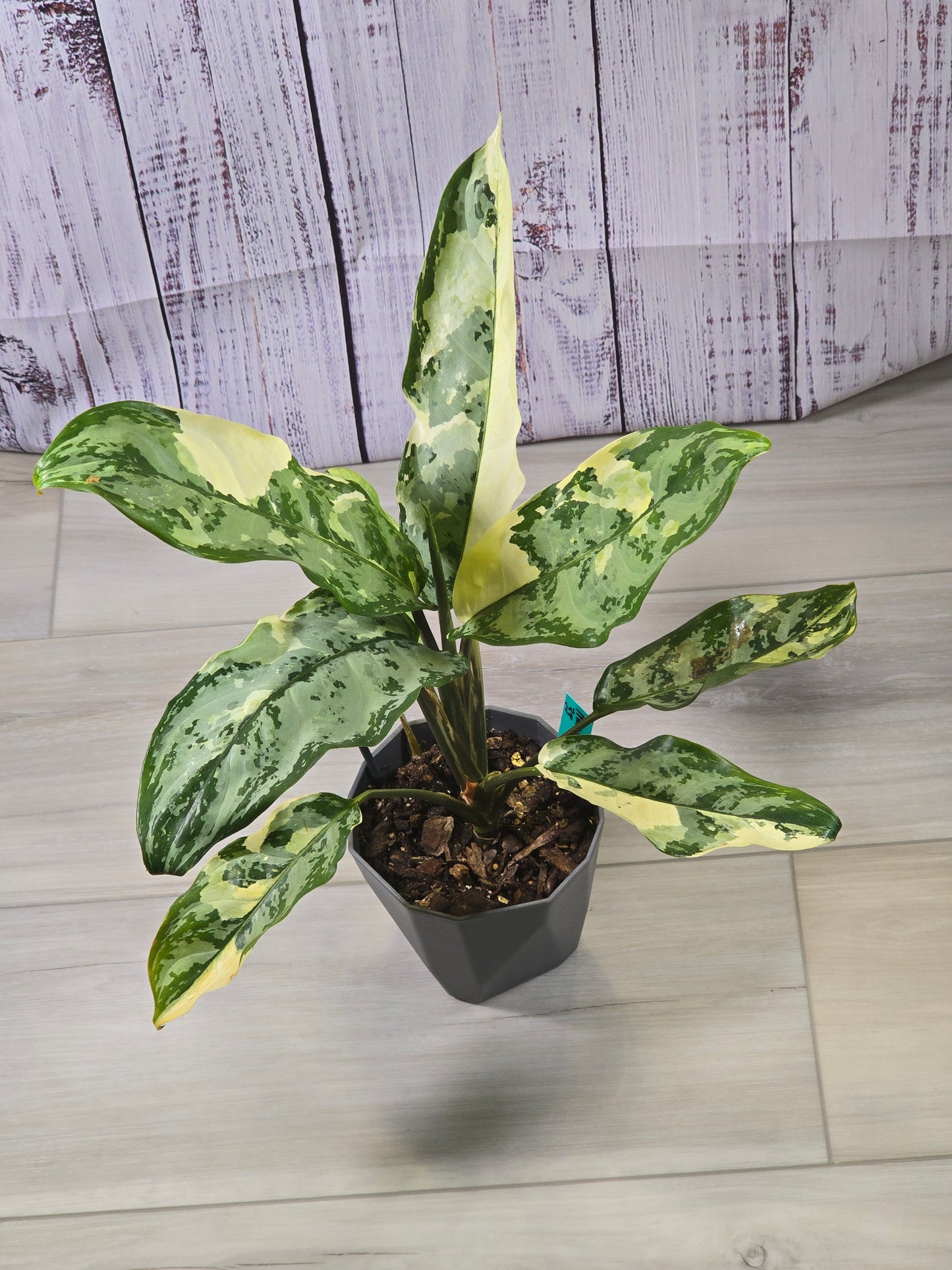 Aglaonema Manila Pride