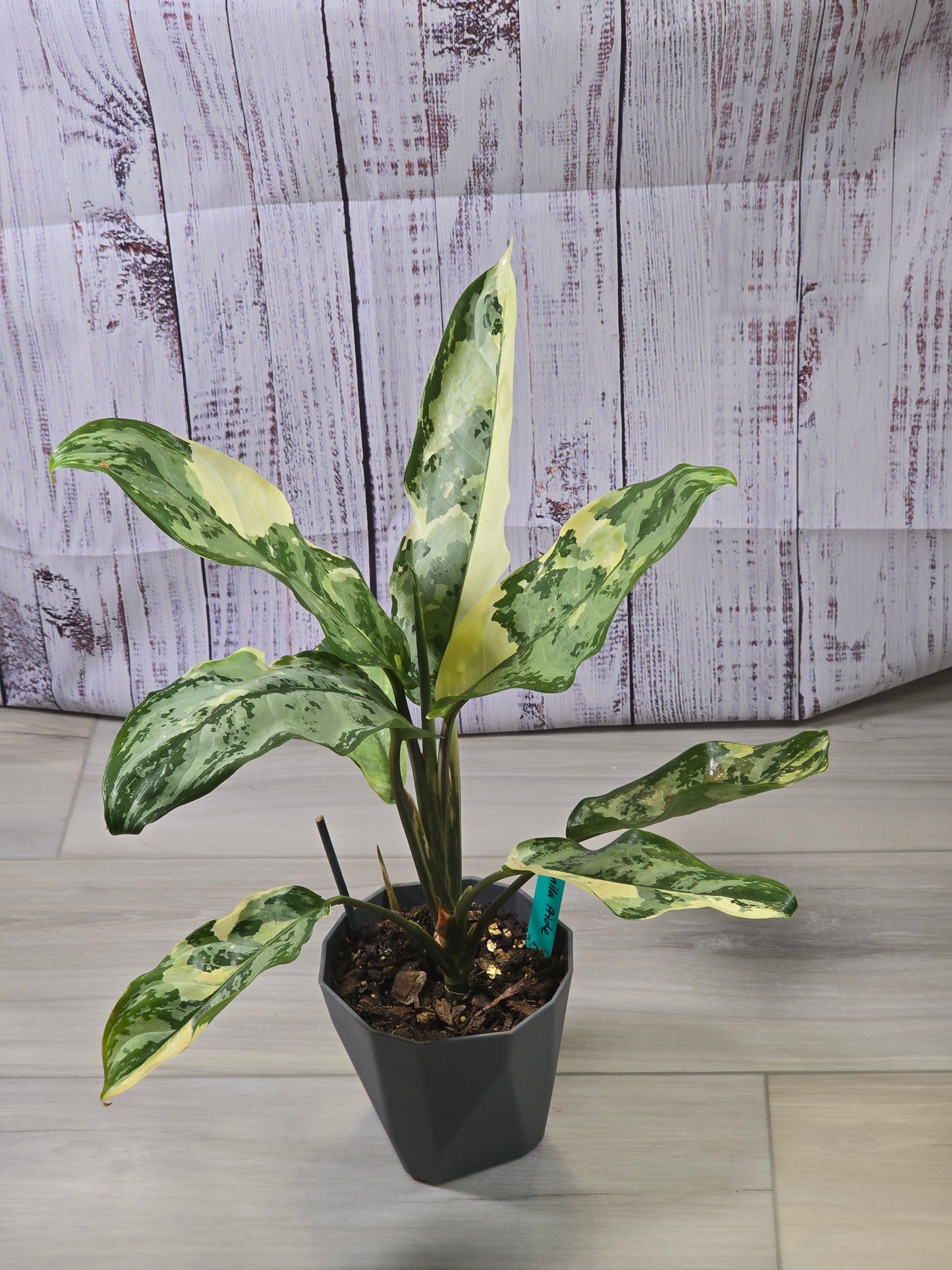 Aglaonema Manila Pride