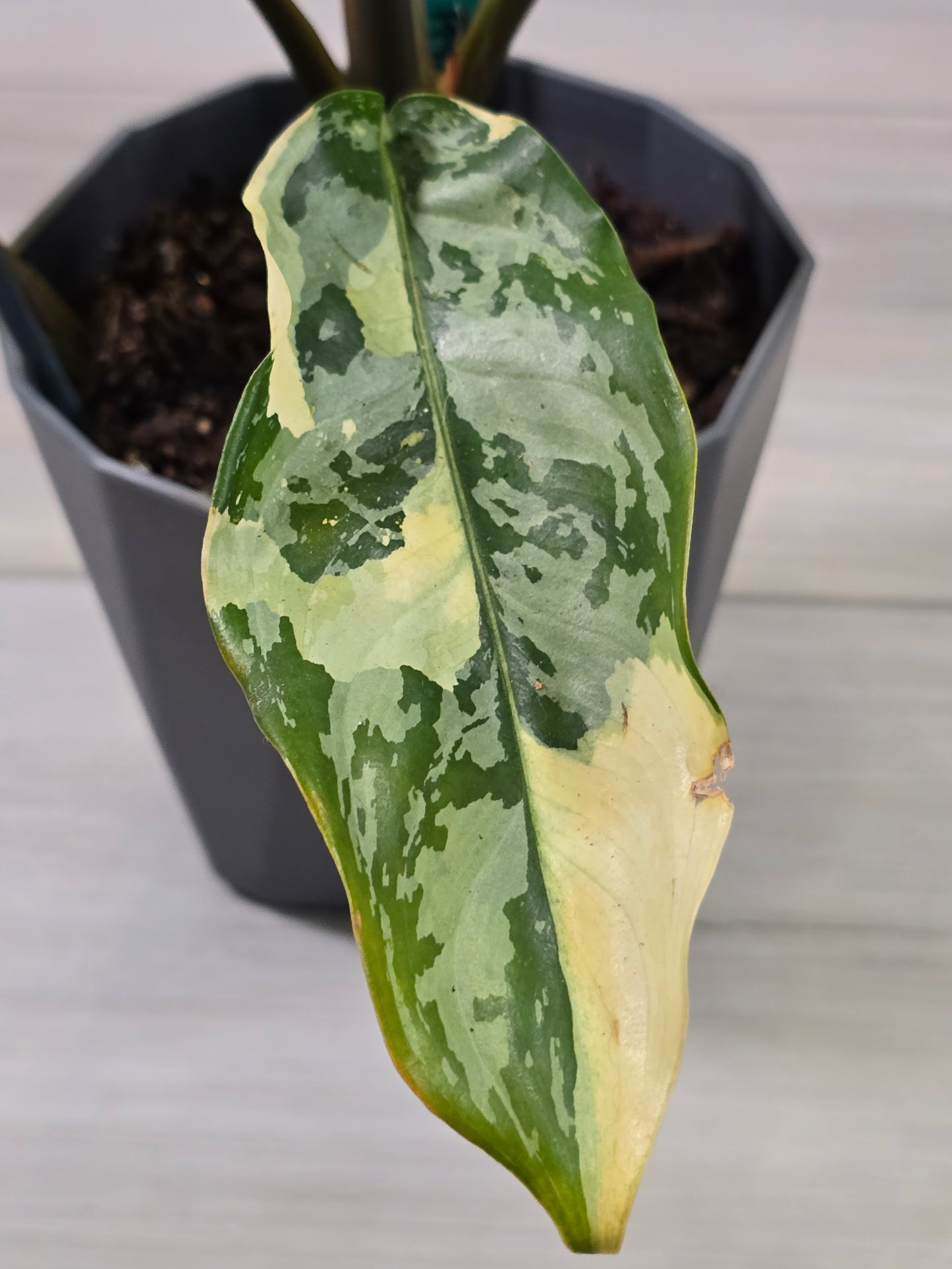 Aglaonema Manila Pride