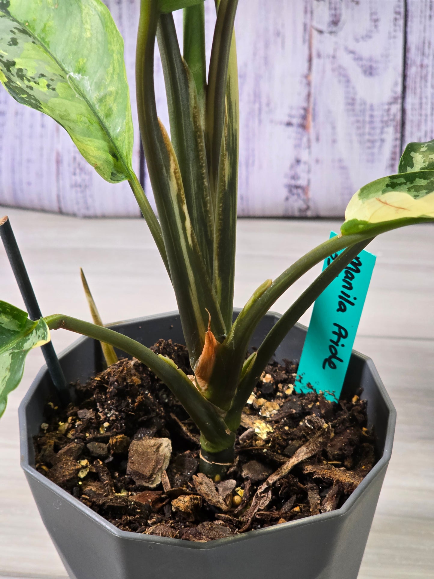 Aglaonema Manila Pride