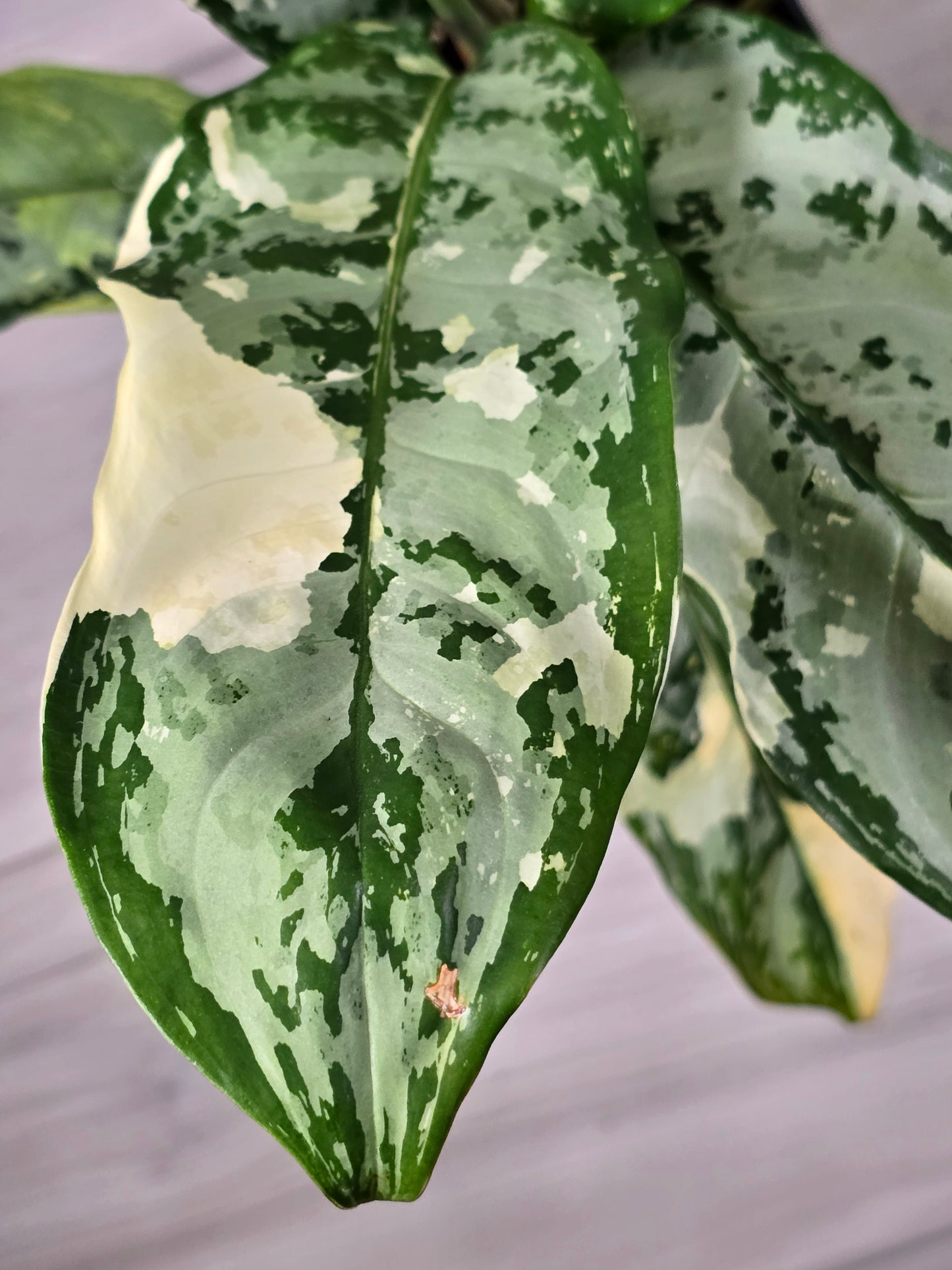 Aglaonema Manila Pride