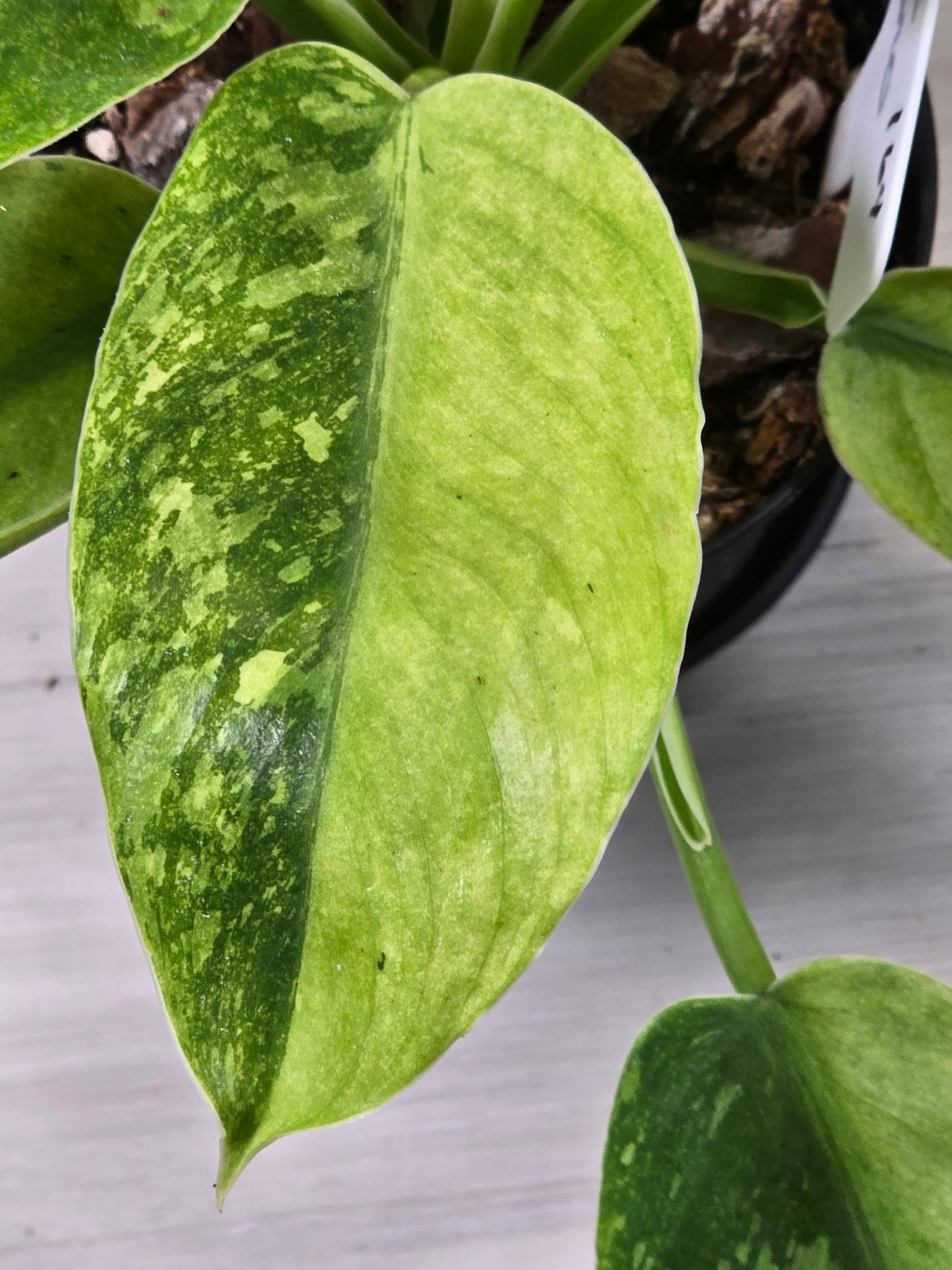 Philodendron Jose Buono Variegated #164