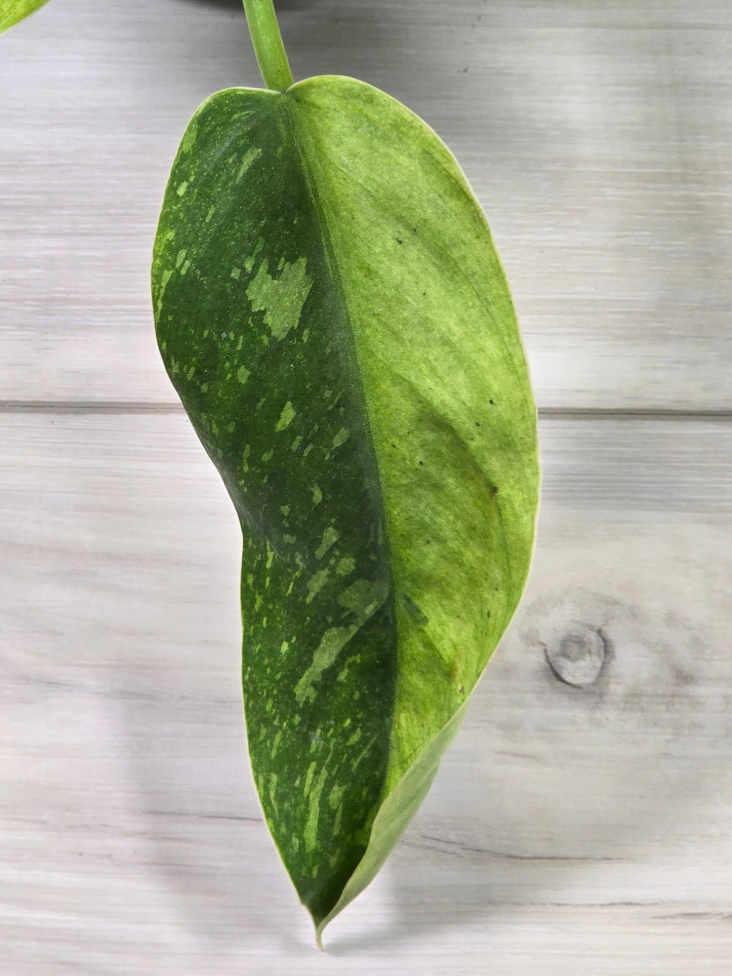 Philodendron Jose Buono Variegated #164