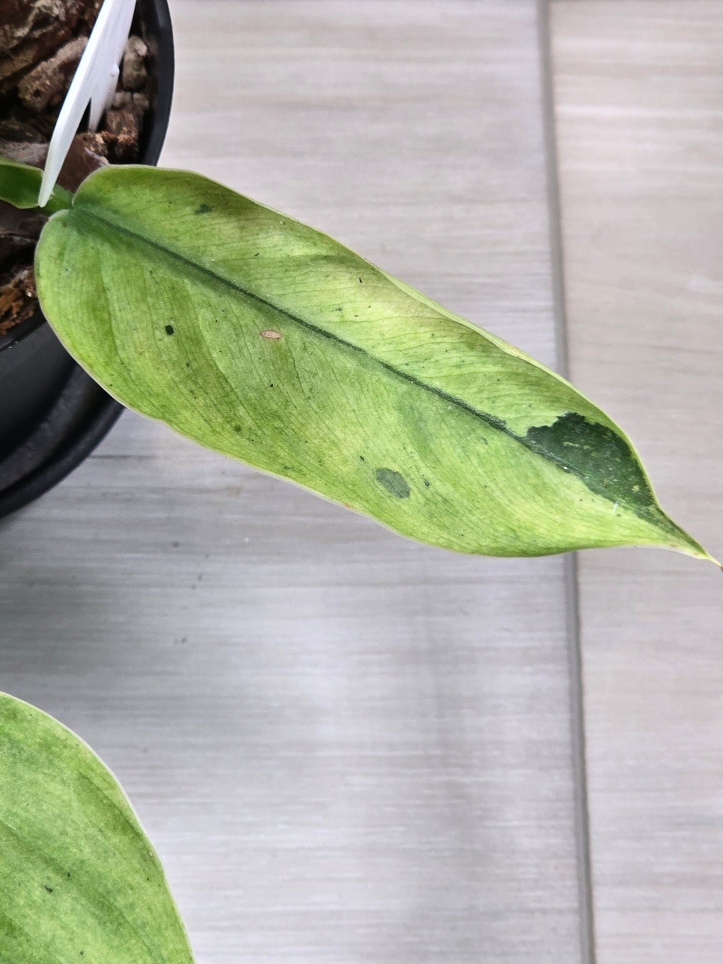 Philodendron Jose Buono Variegated #164