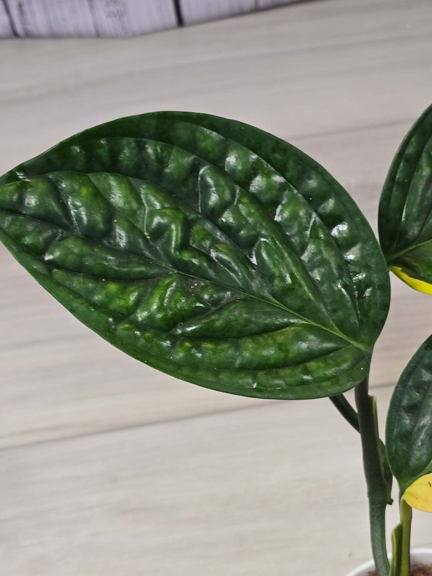 Monstera Peru Variegated