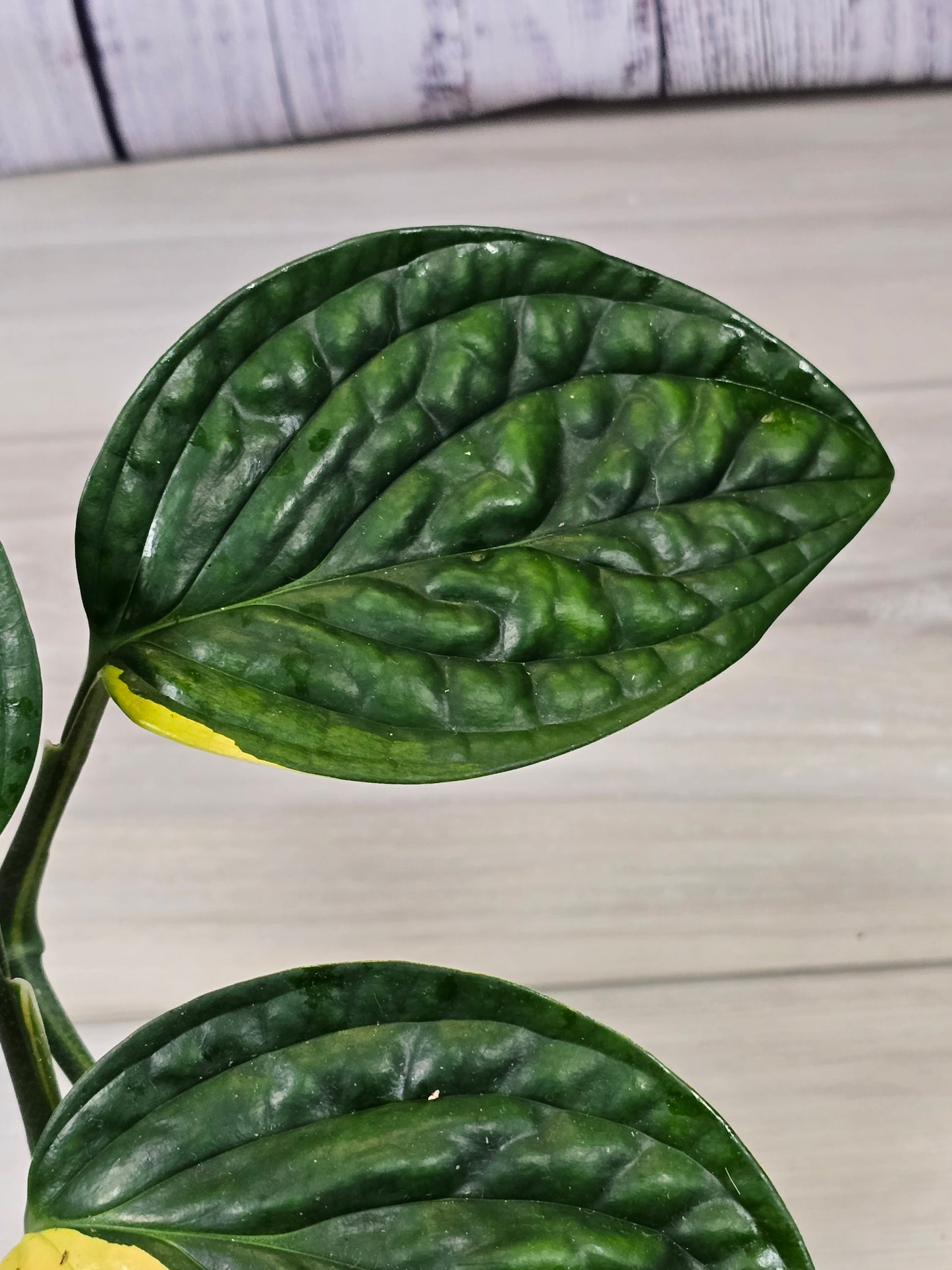 Monstera Peru Variegated