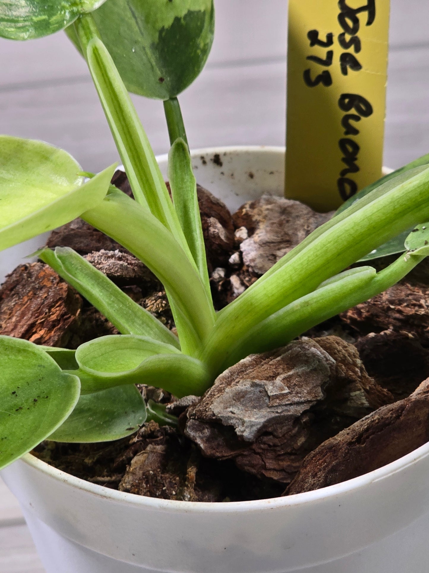 Philodendron Jose Buono Variegated #273