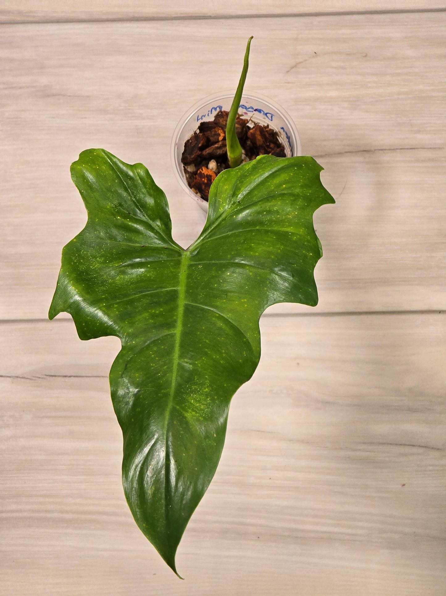 Philodendron Golden Dragon Mint #3