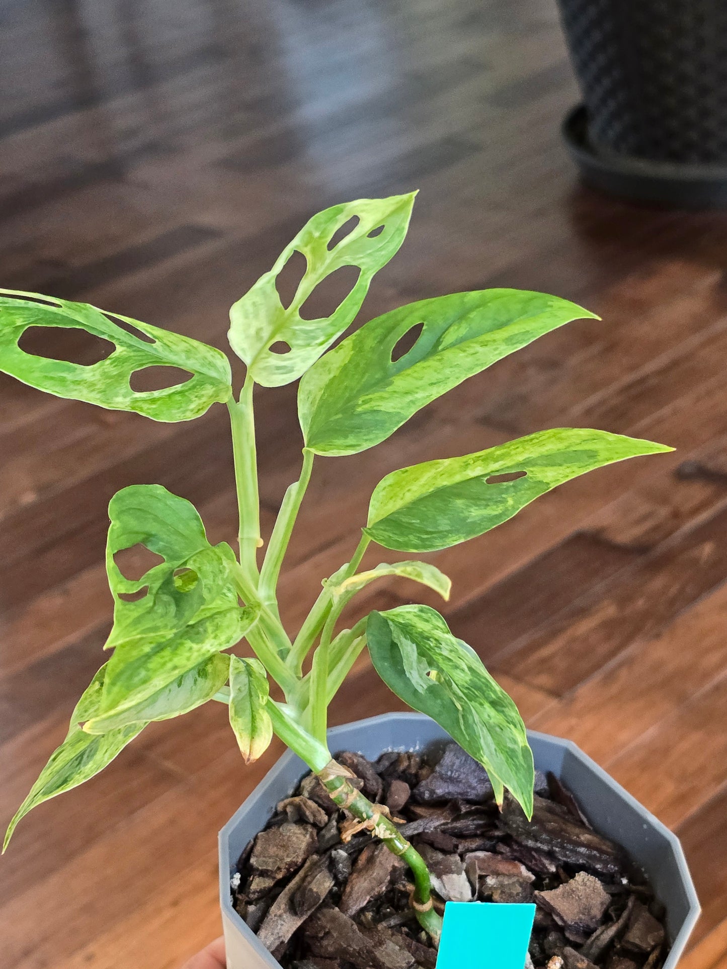 Monstera Adansonnii Mint