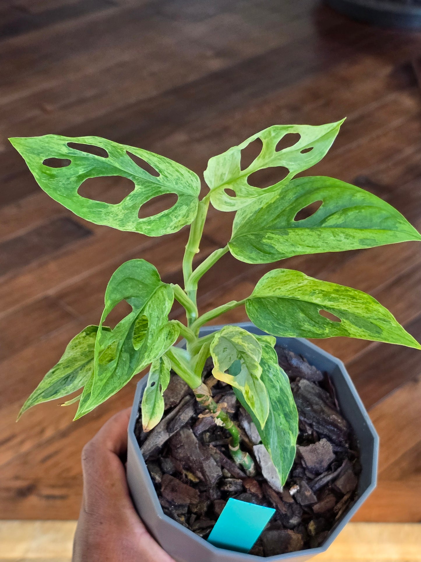 Monstera Adansonnii Mint