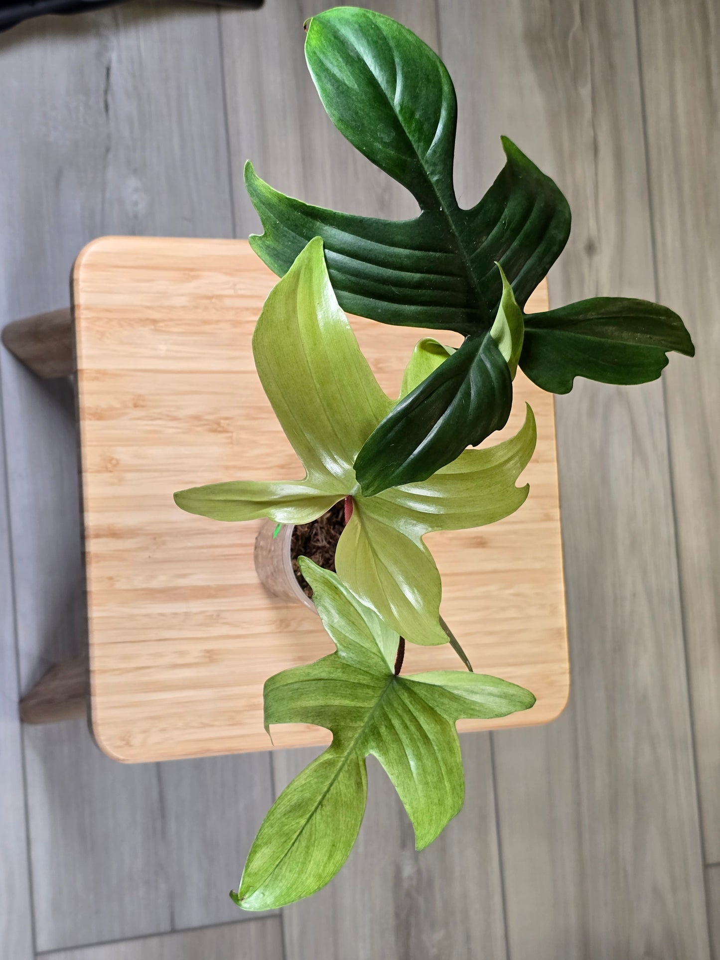 Philodendron Florida Ghost - B