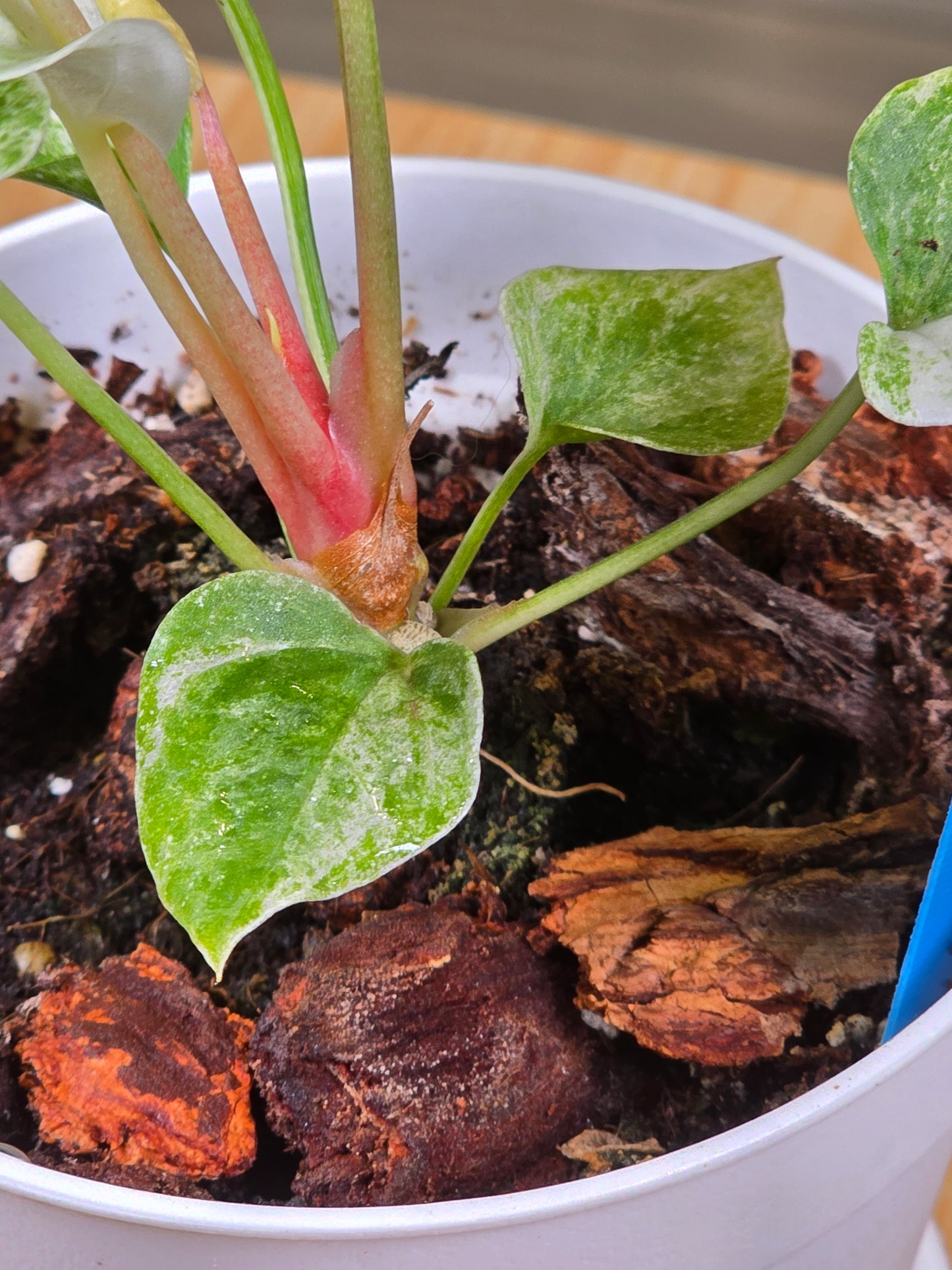 Anthurium Hookeri Variegated #198