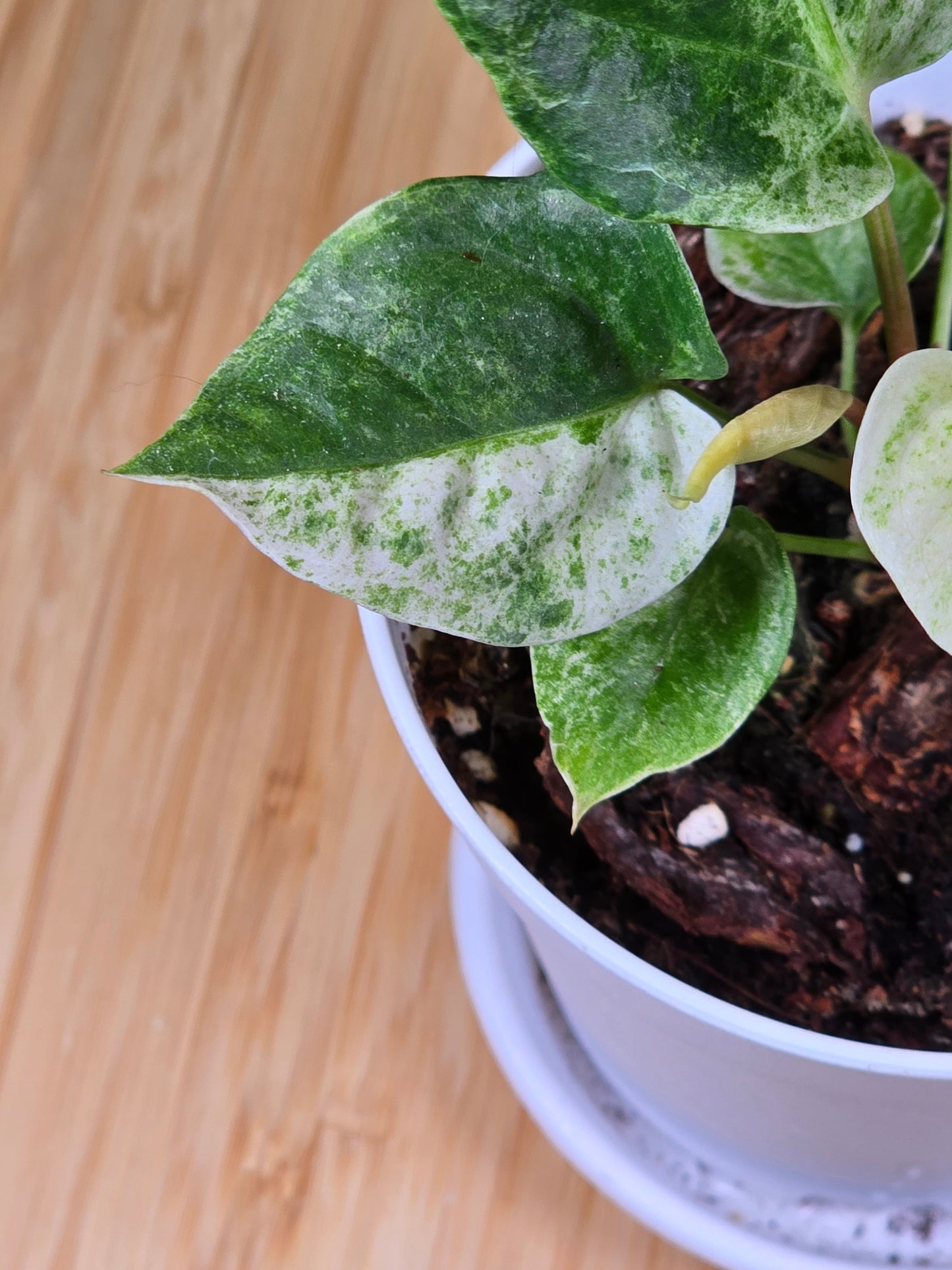 Anthurium Hookeri Variegated #198