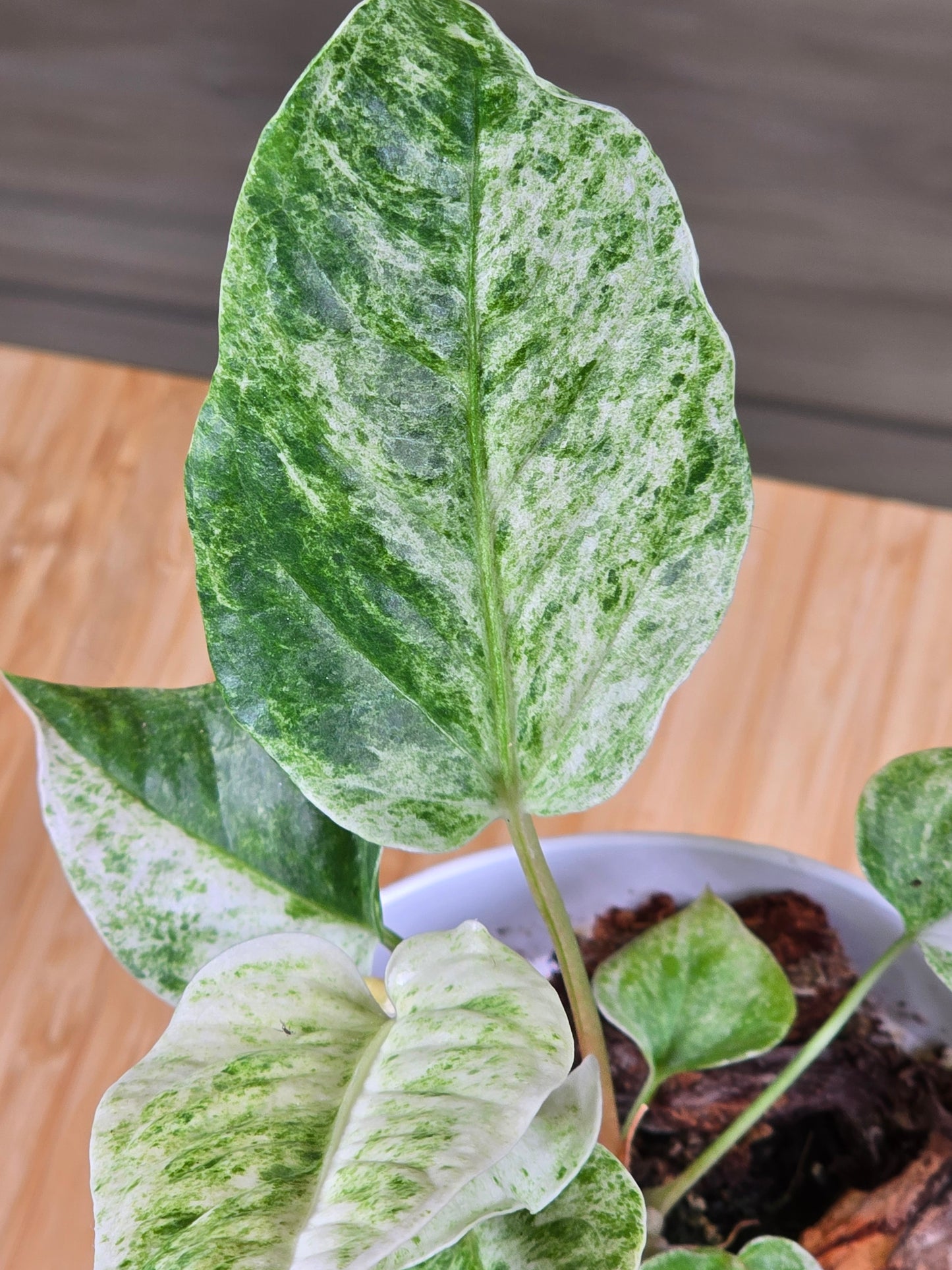 Anthurium Hookeri Variegated #198