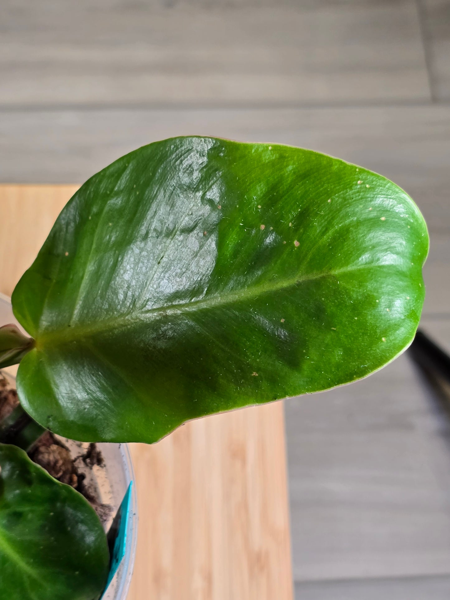 Philodendron Red Moon #26