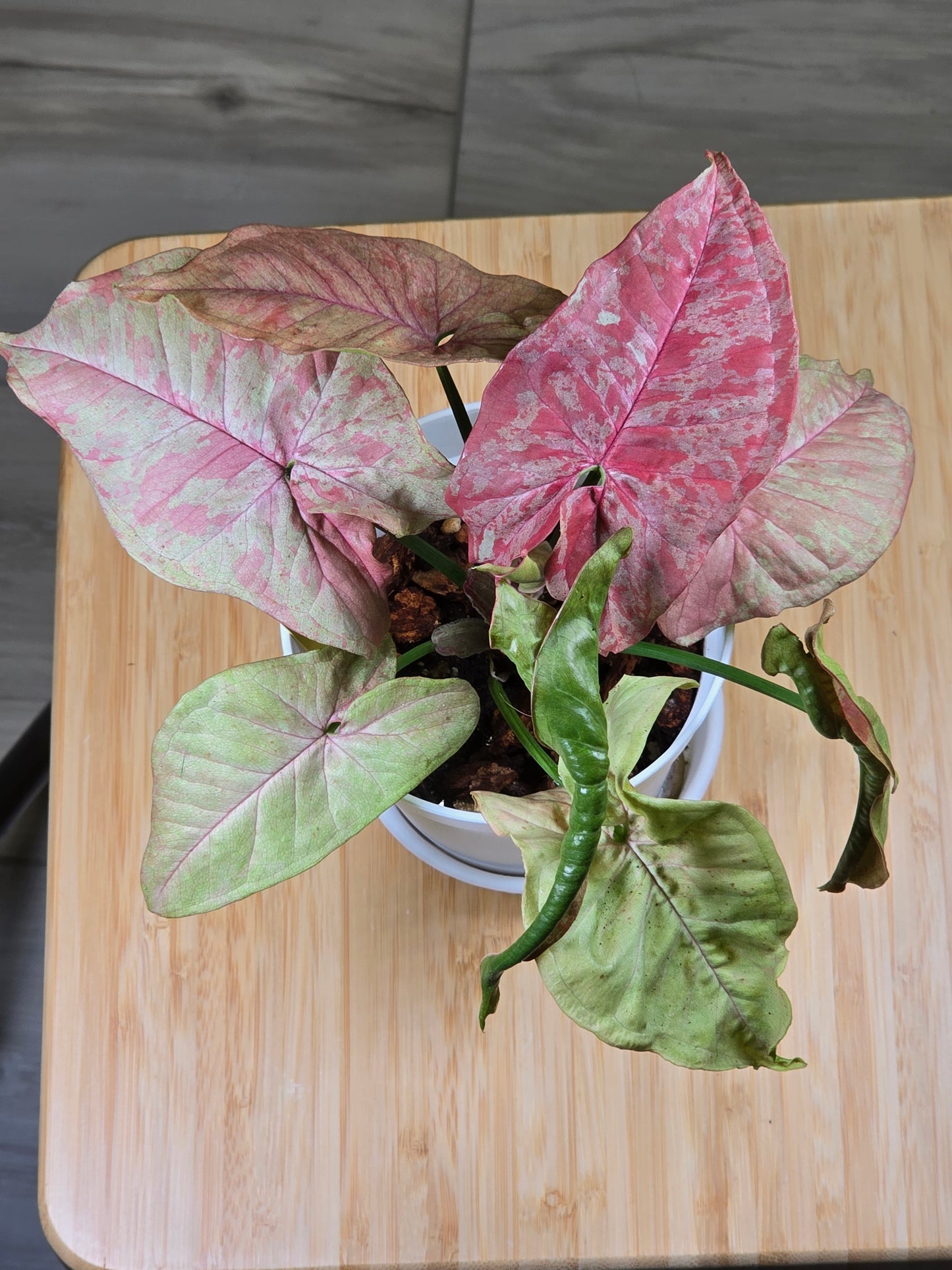 Syngonium Pink Venom/Red Venom #336