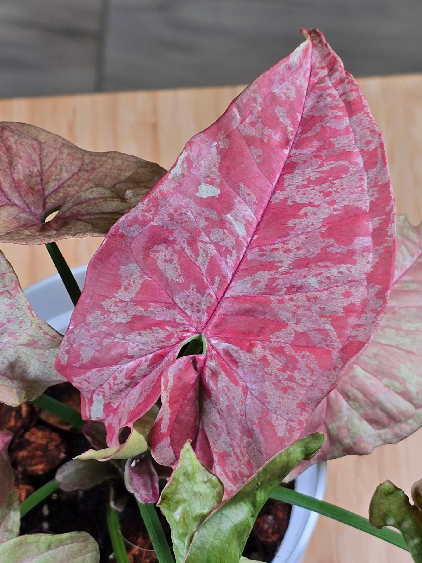 Syngonium Pink Venom/Red Venom #336