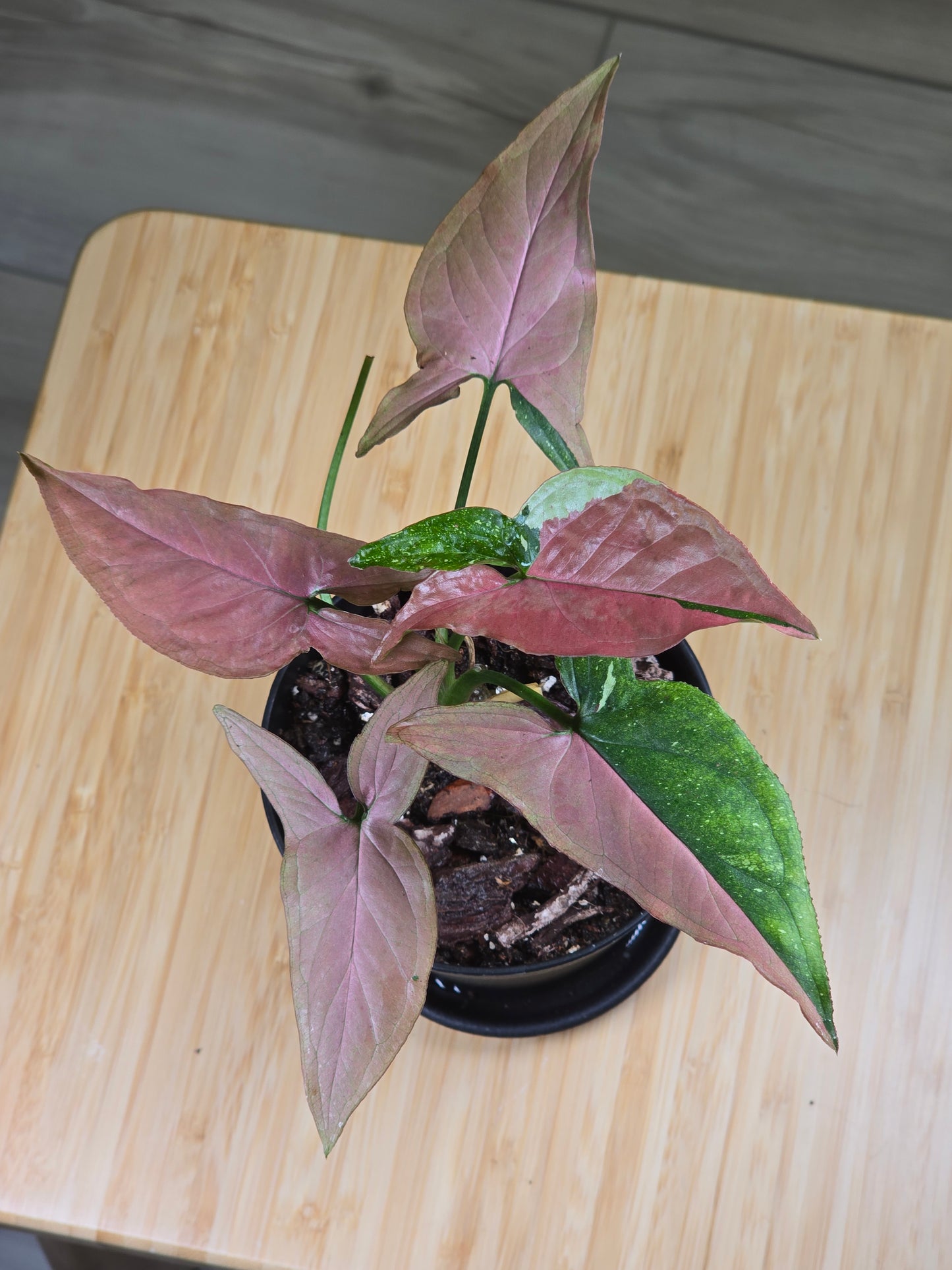 Syngonium Red Spot Tricolor