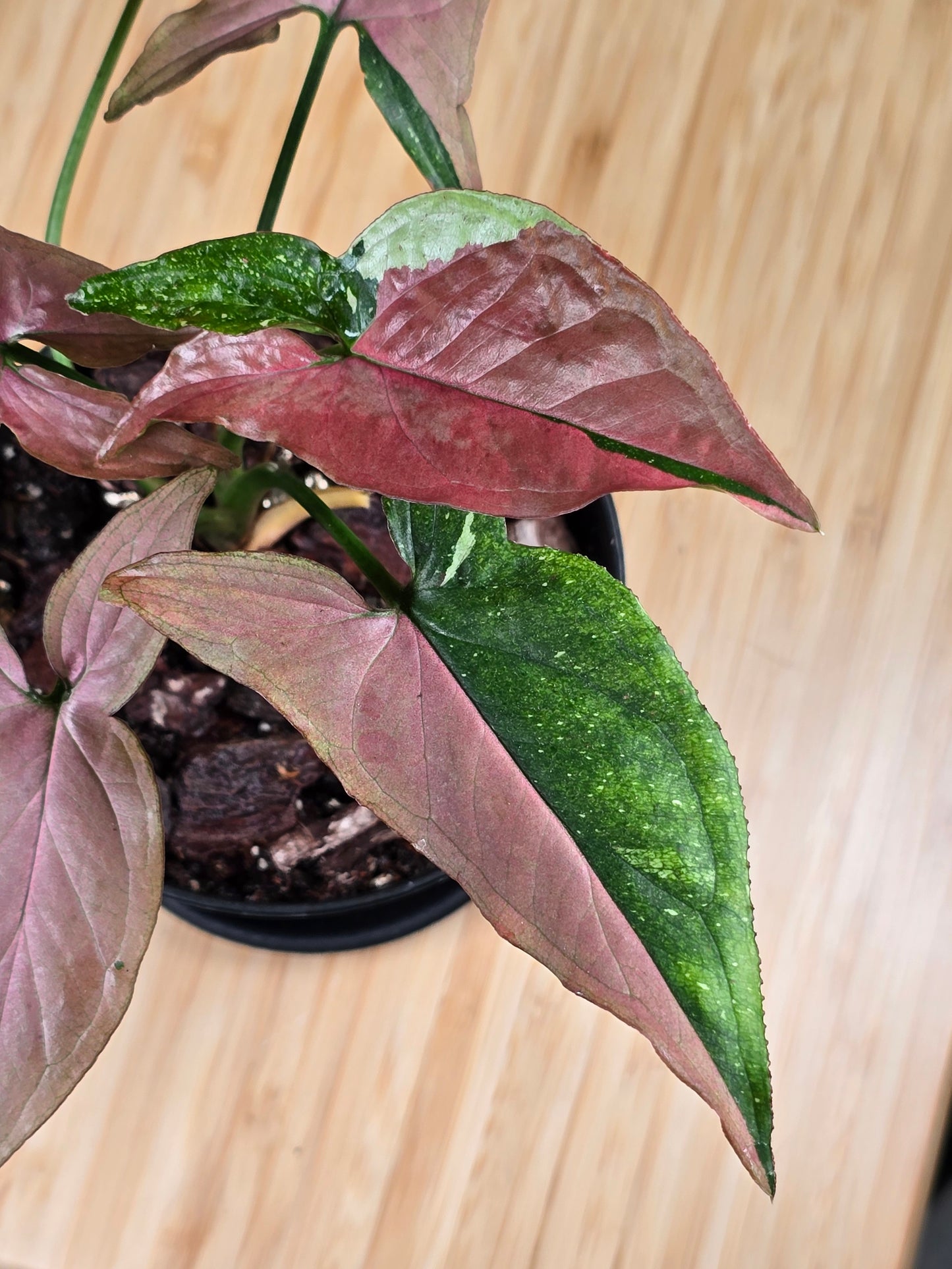 Syngonium Red Spot Tricolor