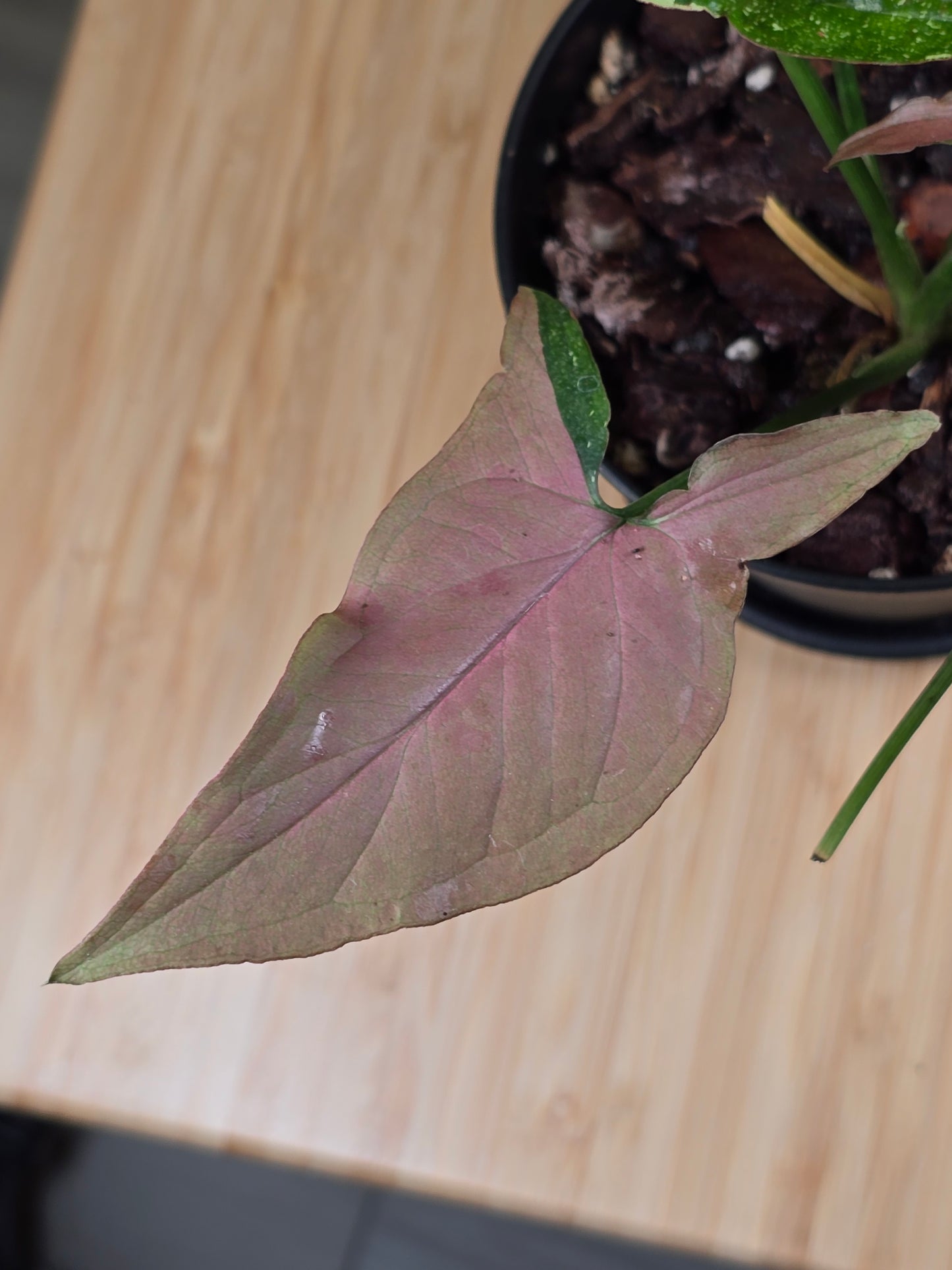 Syngonium Red Spot Tricolor