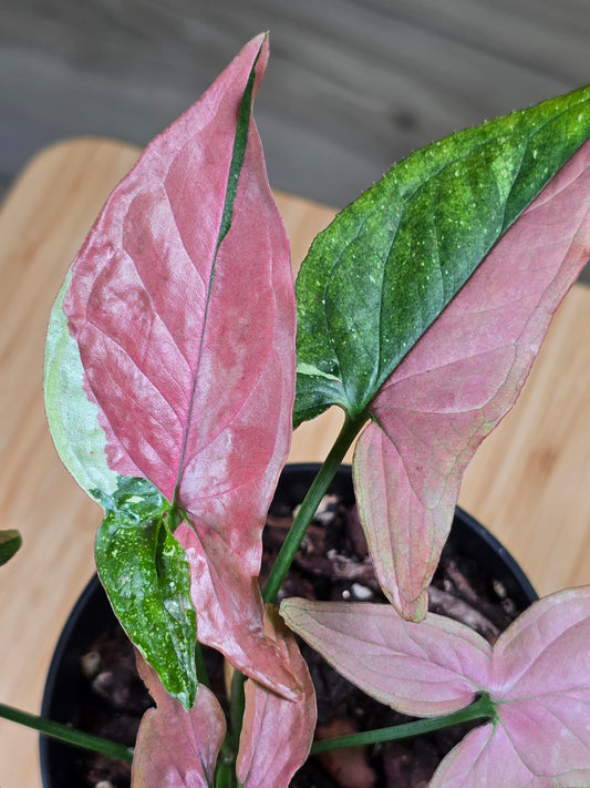 Syngonium Red Spot Tricolor