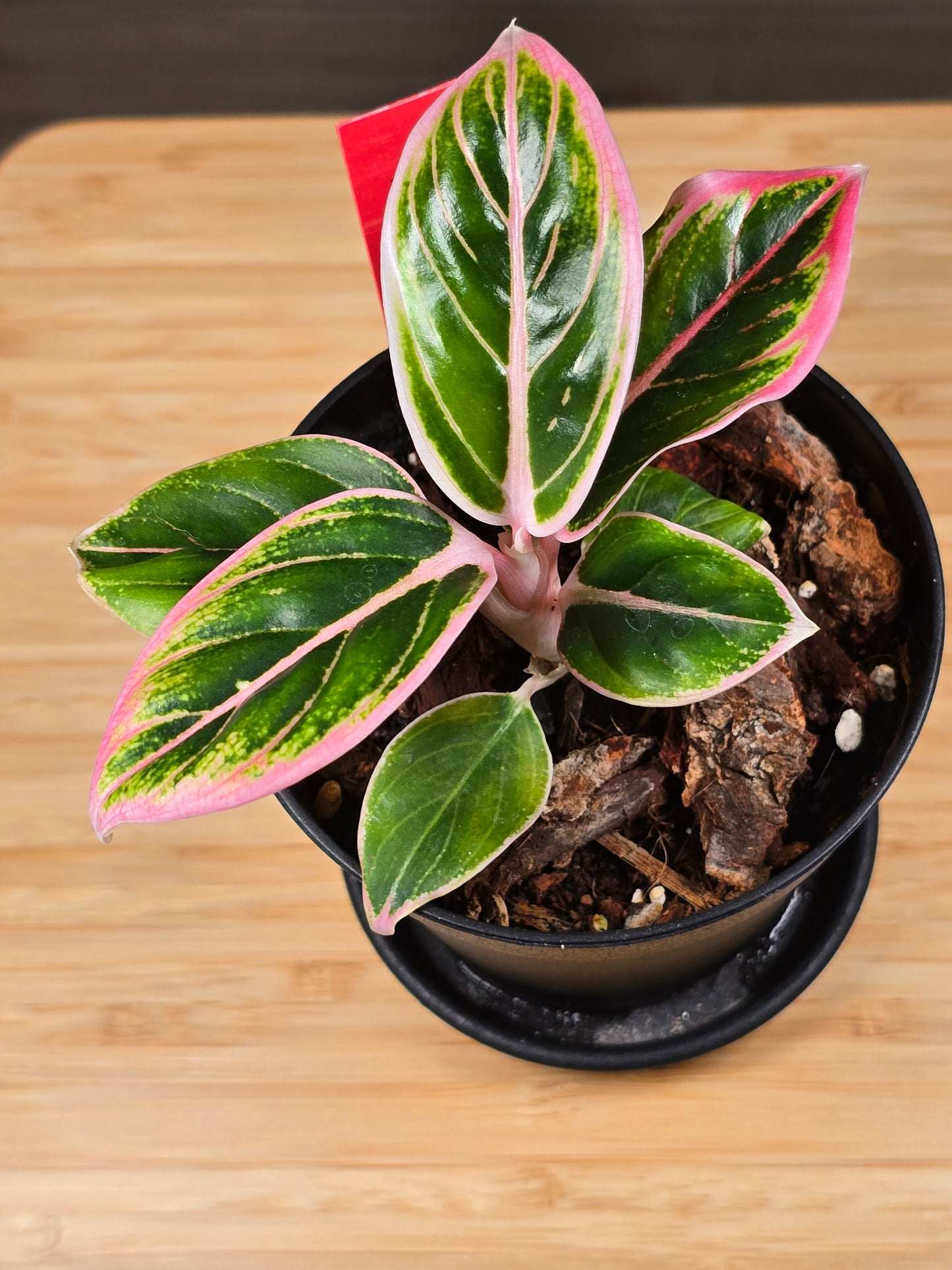 Aglaonema Lotus Delight #216