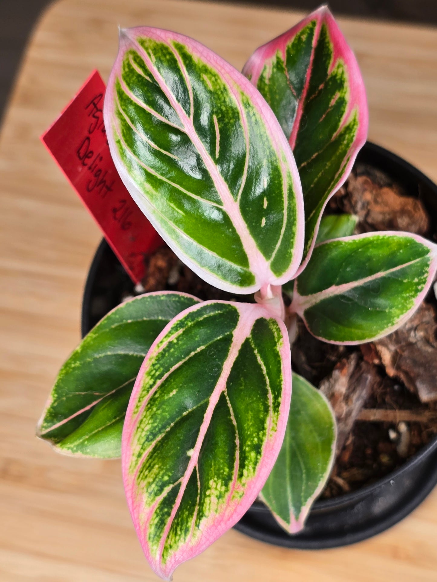 Aglaonema Lotus Delight #216