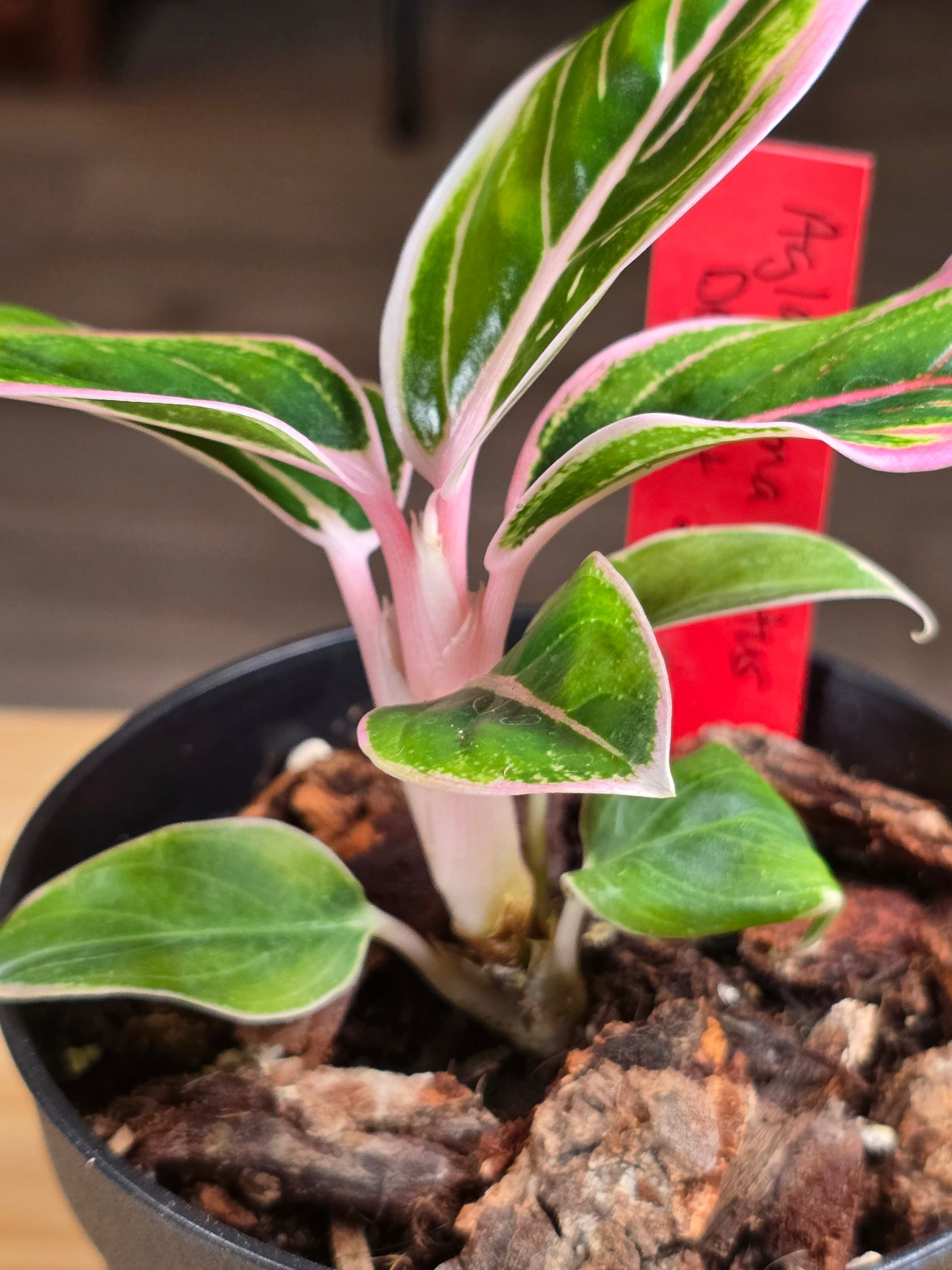 Aglaonema Lotus Delight #216