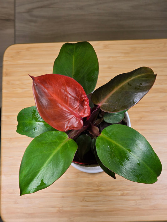 Philodendron Cherry Red Mint