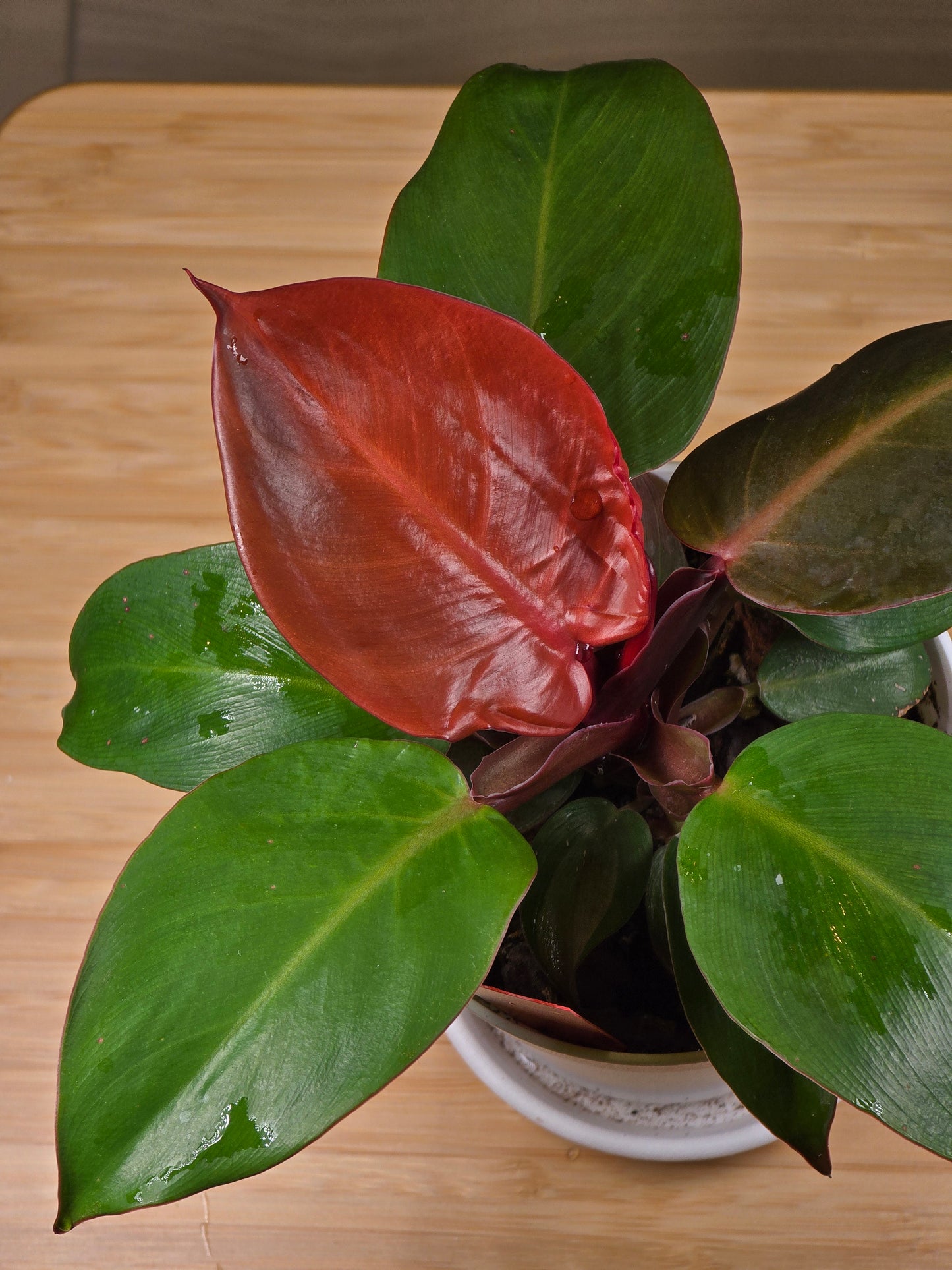 Philodendron Cherry Red Mint