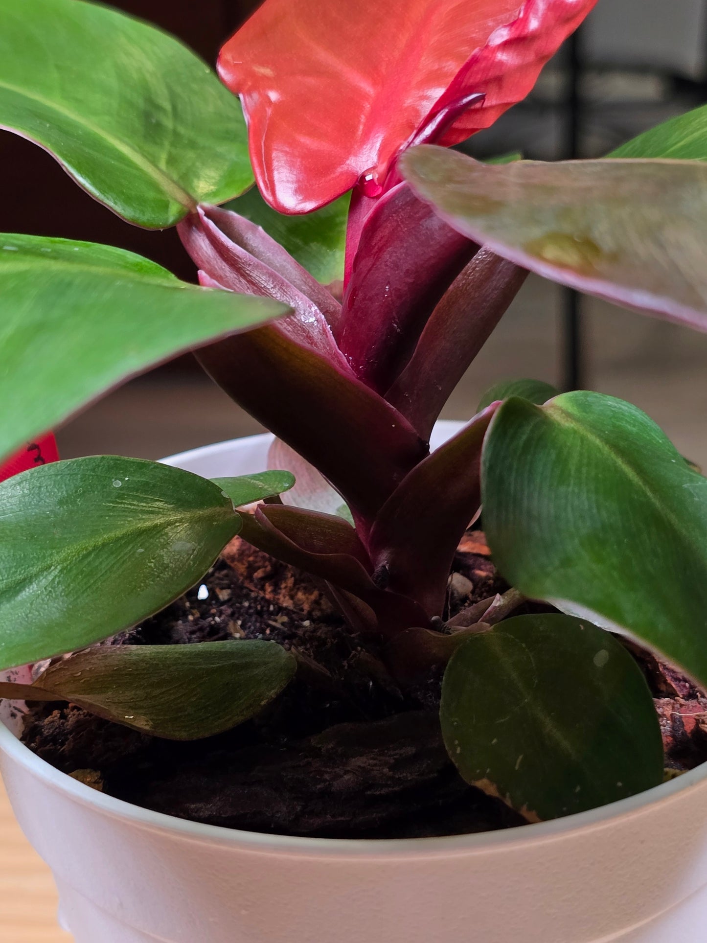 Philodendron Cherry Red Mint