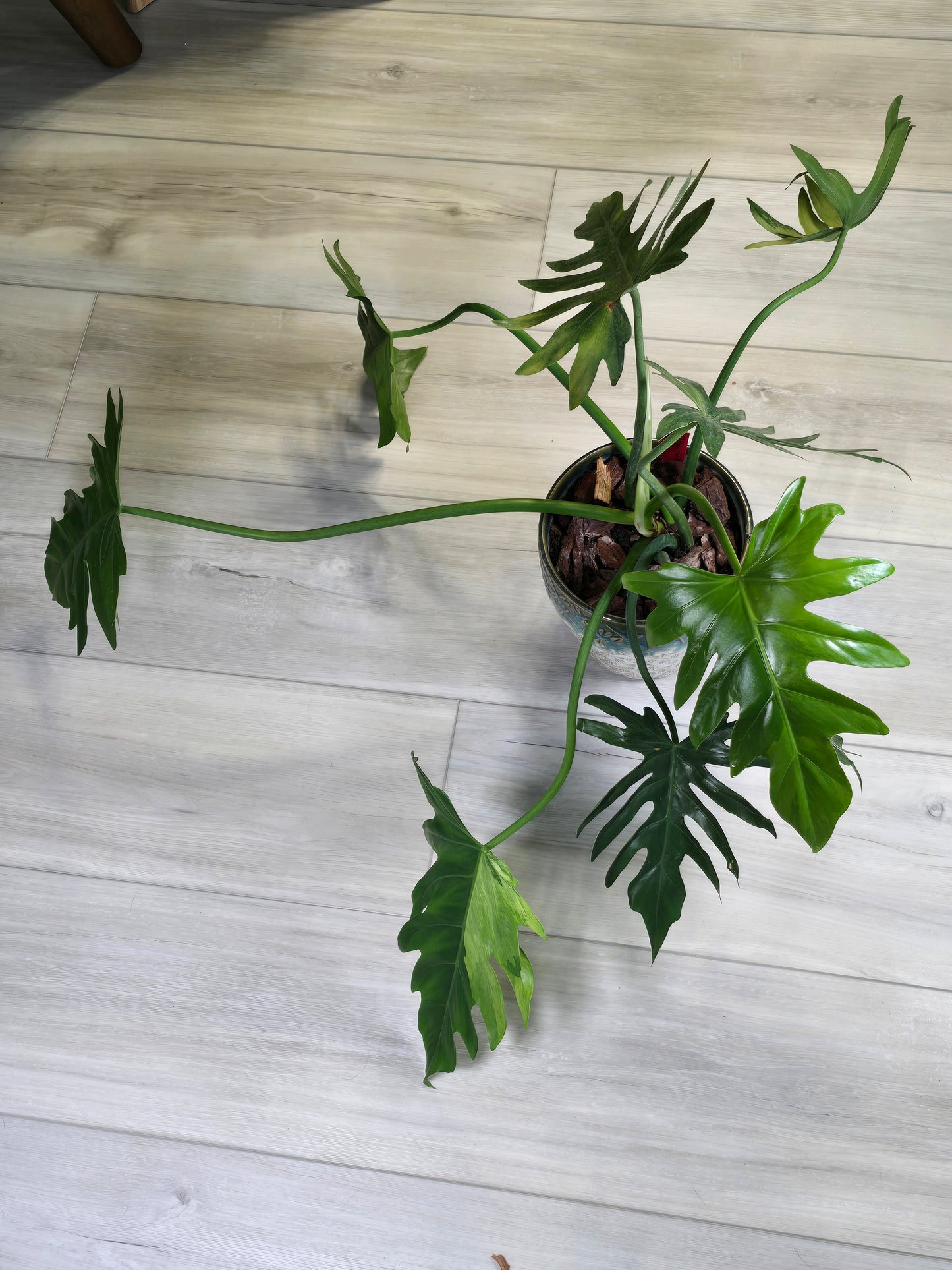 Philodendron Radiatum Variegated (Large Plant)