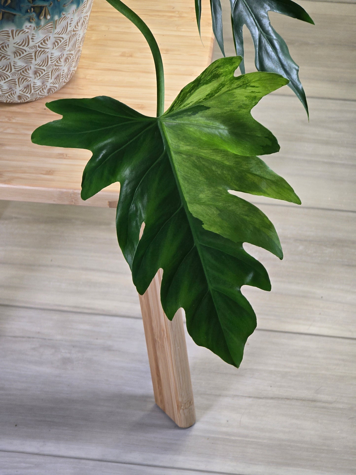 Philodendron Radiatum Variegated (Large Plant)