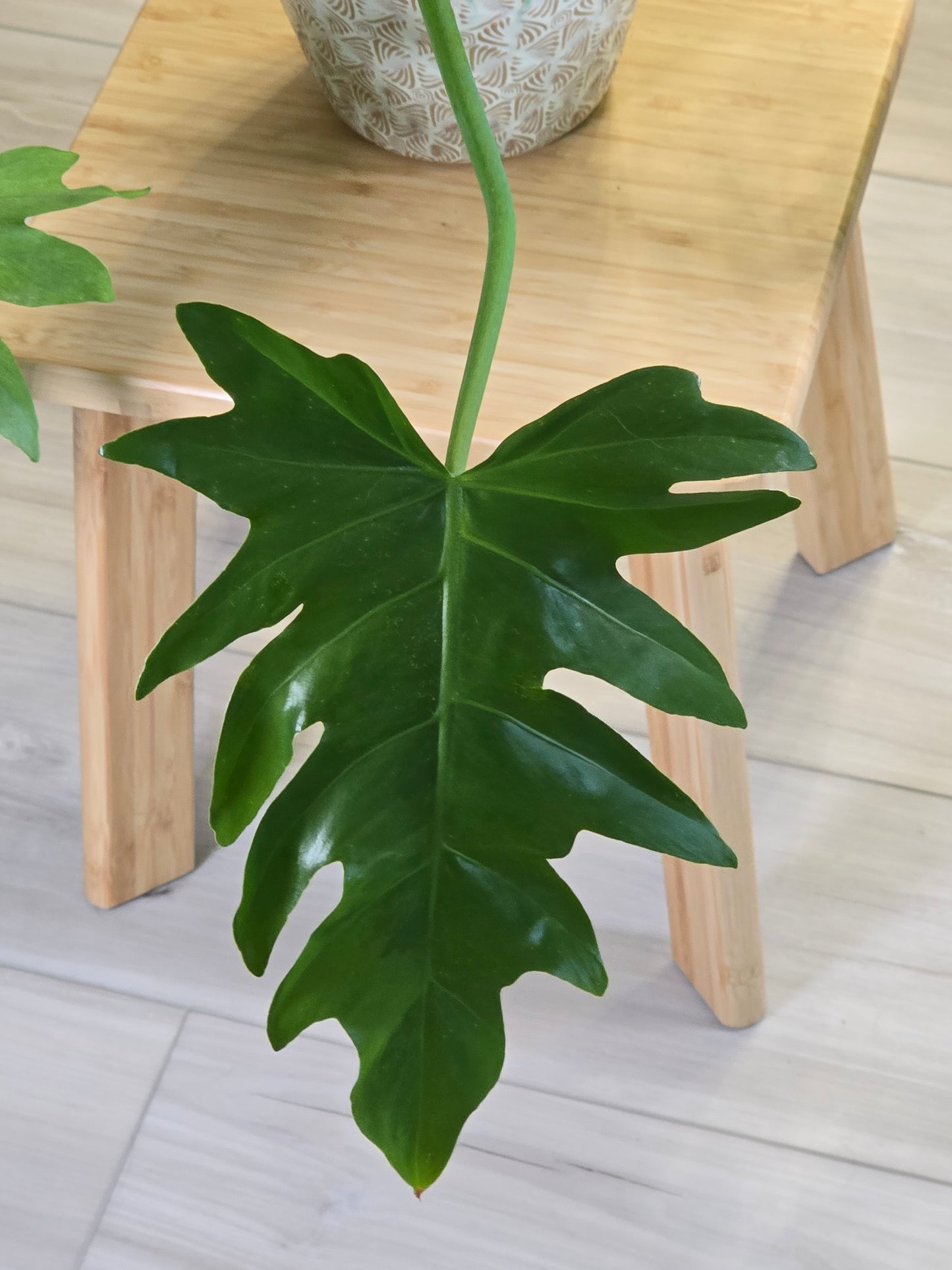 Philodendron Radiatum Variegated (Large Plant)