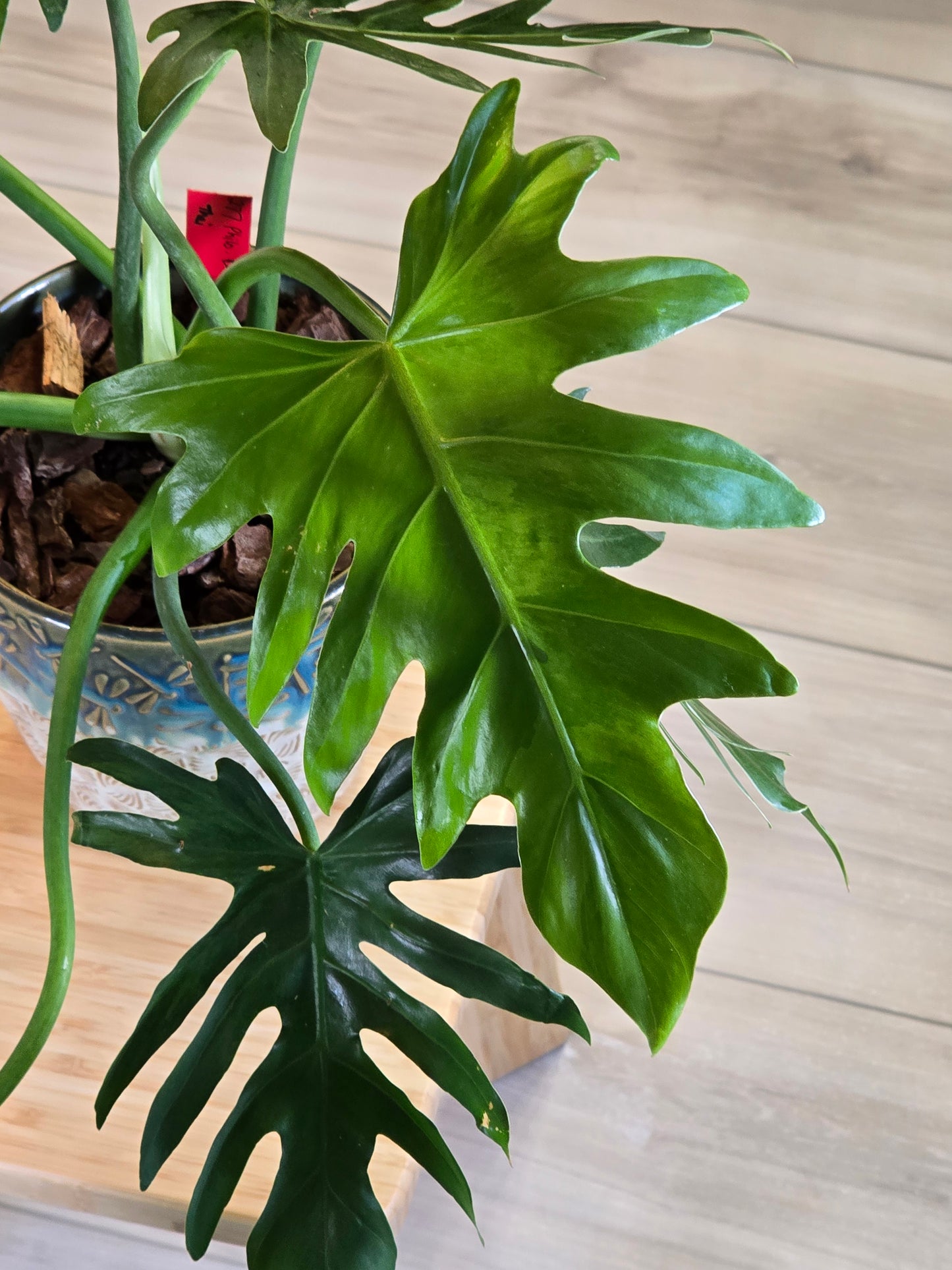 Philodendron Radiatum Variegated (Large Plant)