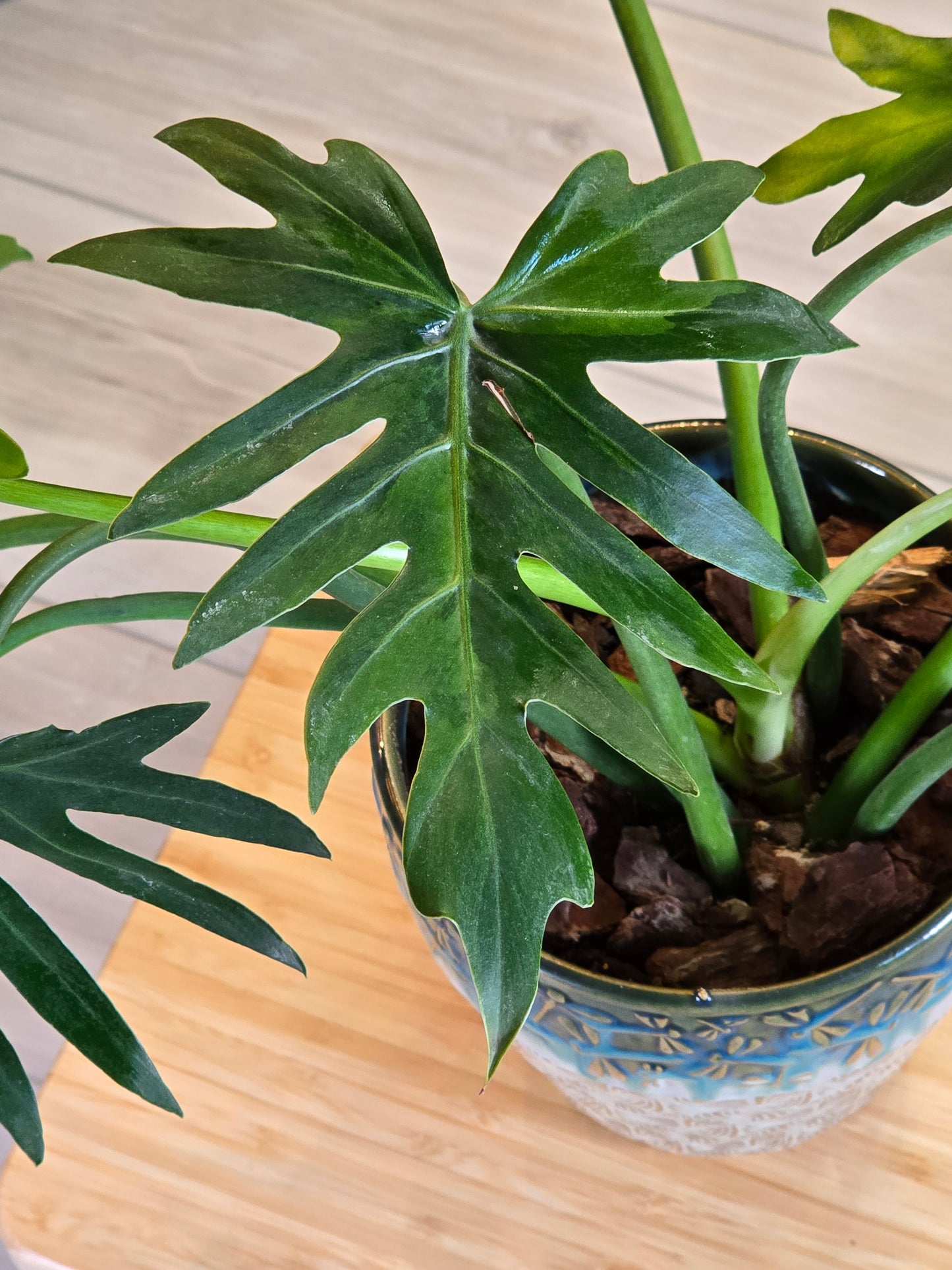 Philodendron Radiatum Variegated (Large Plant)