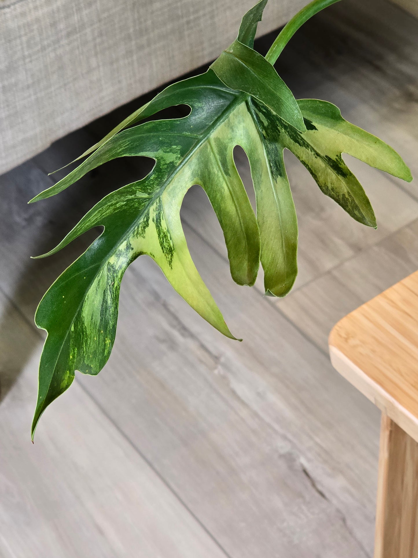 Philodendron Radiatum Variegated (Large Plant)