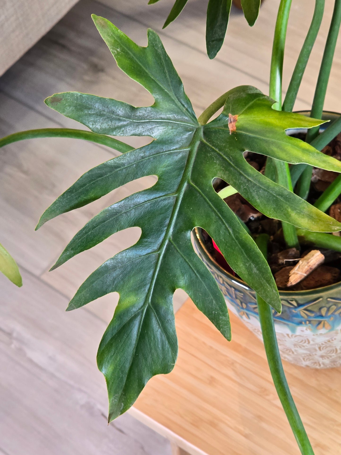 Philodendron Radiatum Variegated (Large Plant)