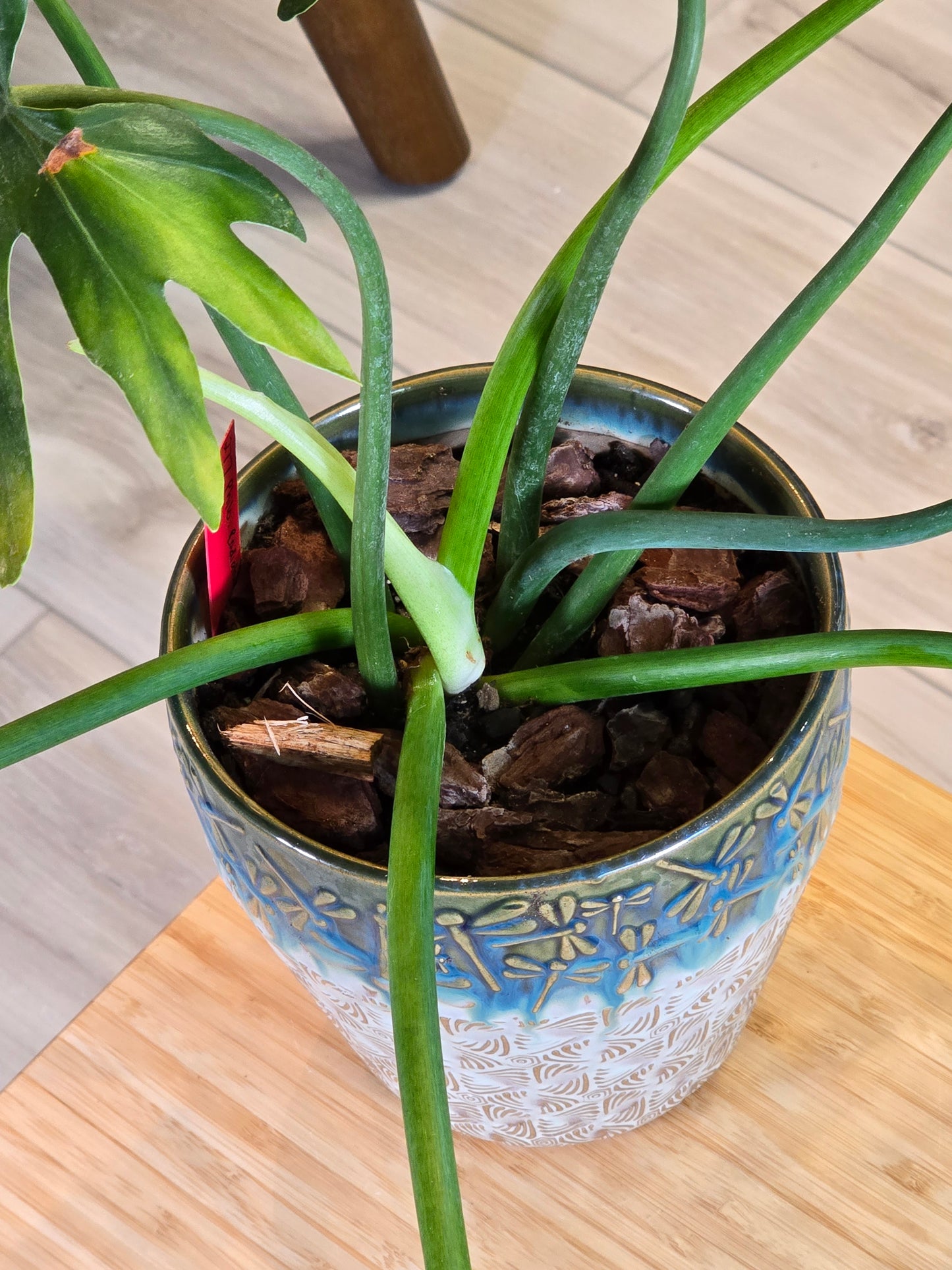 Philodendron Radiatum Variegated (Large Plant)